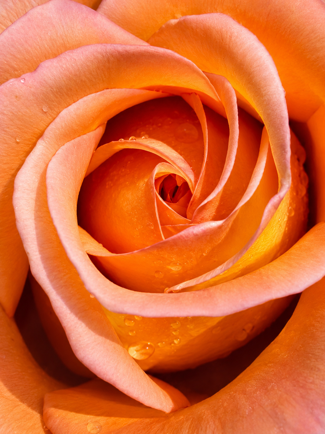 Rose.png