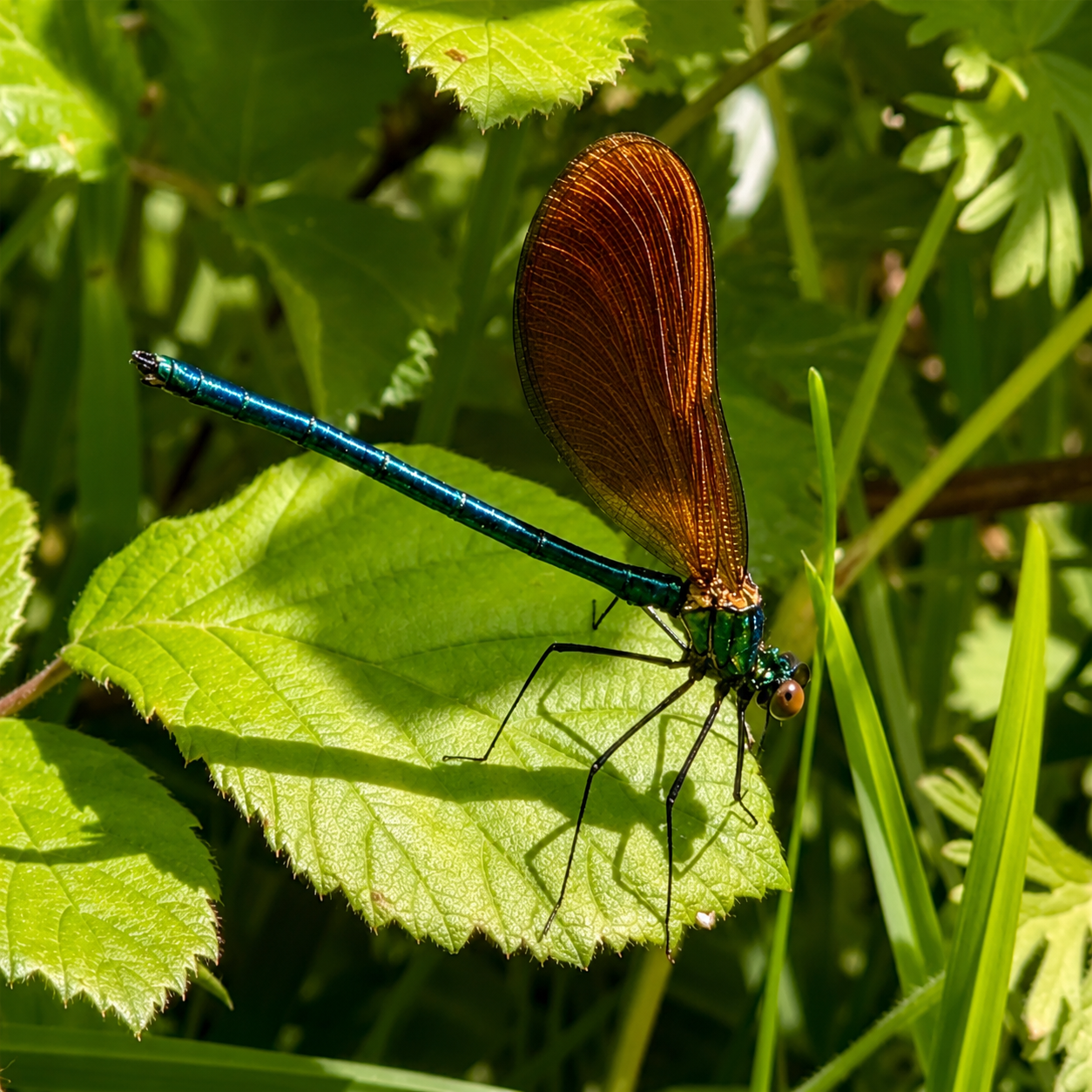 Dragon Fly.png