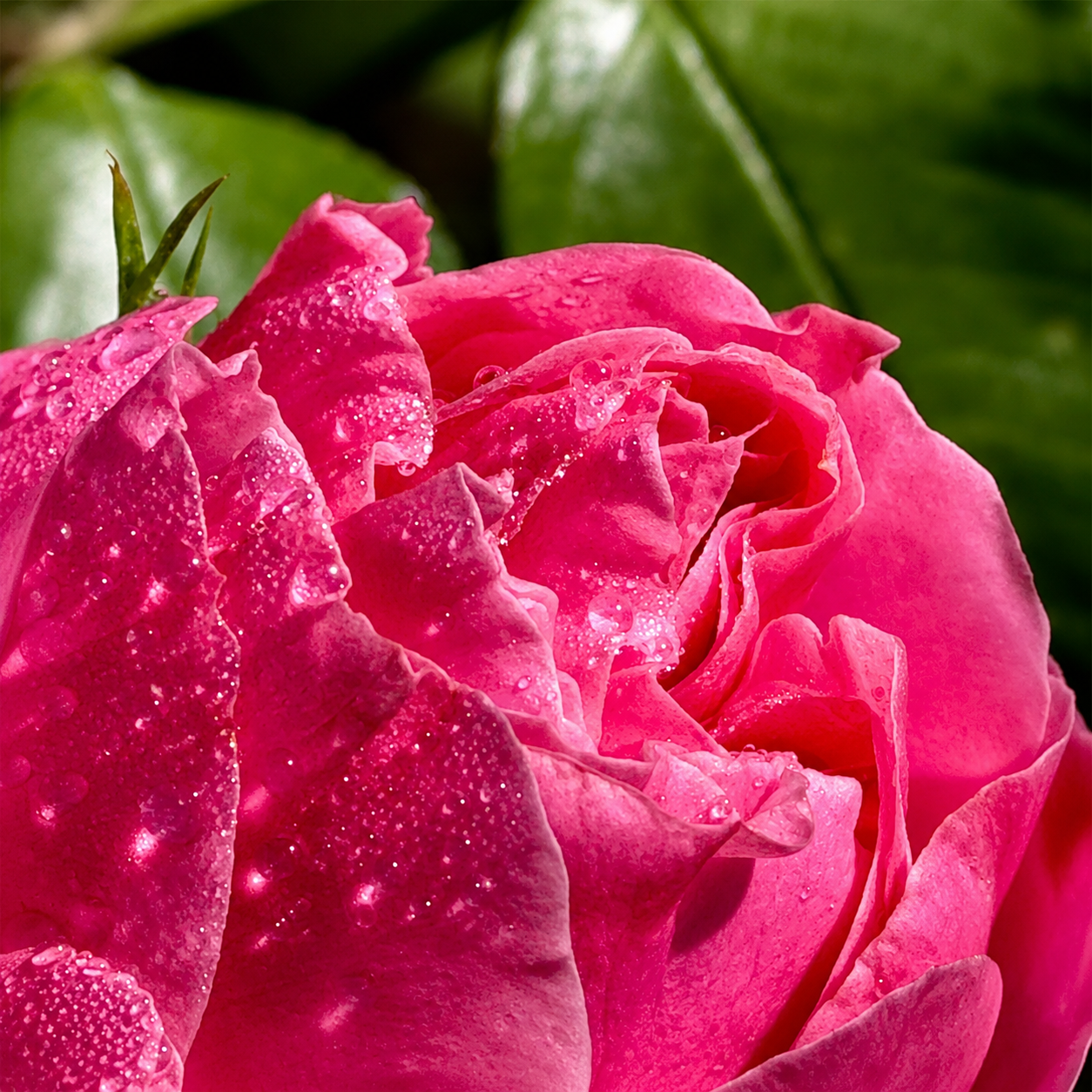 Rose 2.png