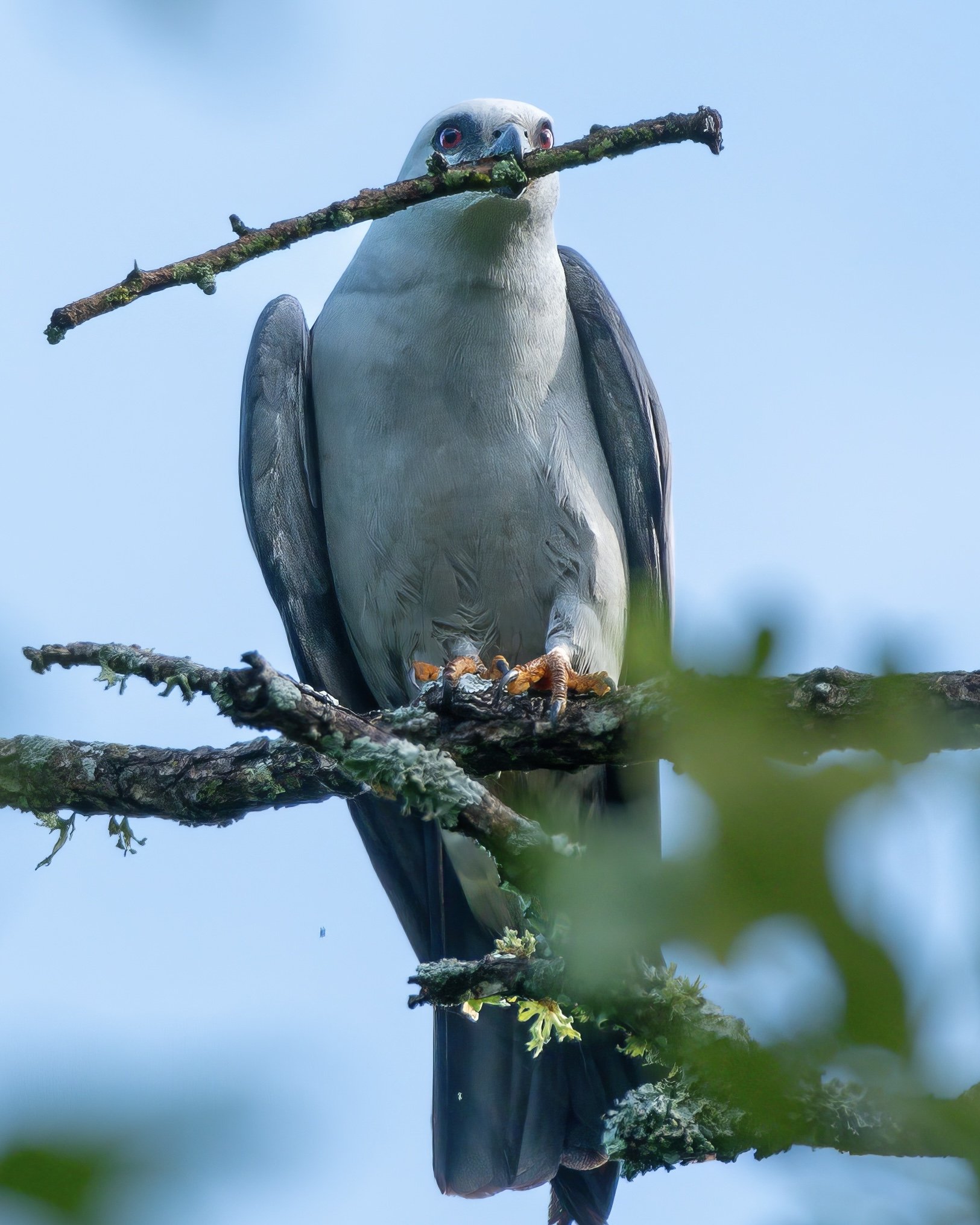 A bird of prey, possibly a white hawk, perched on a tree branch with a stick in its beak.
