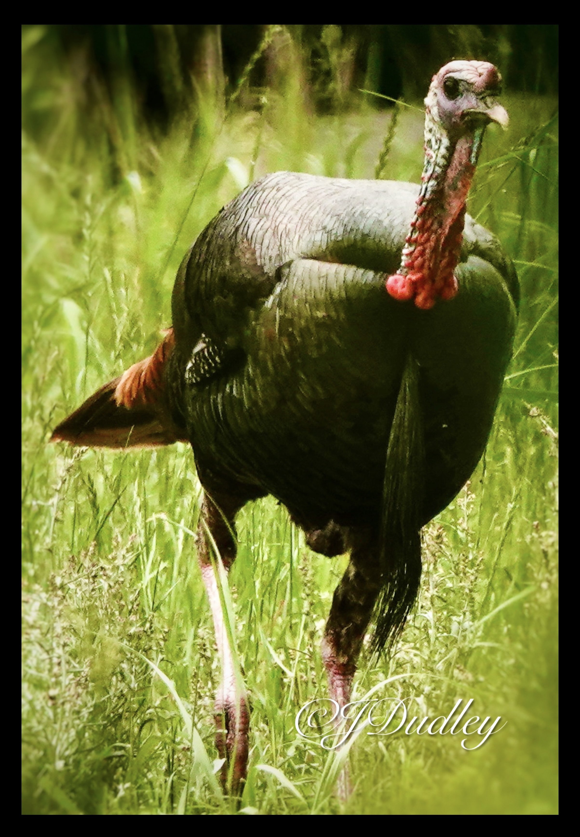 A wild turkey standing in tall grass with a blurred green forest background.