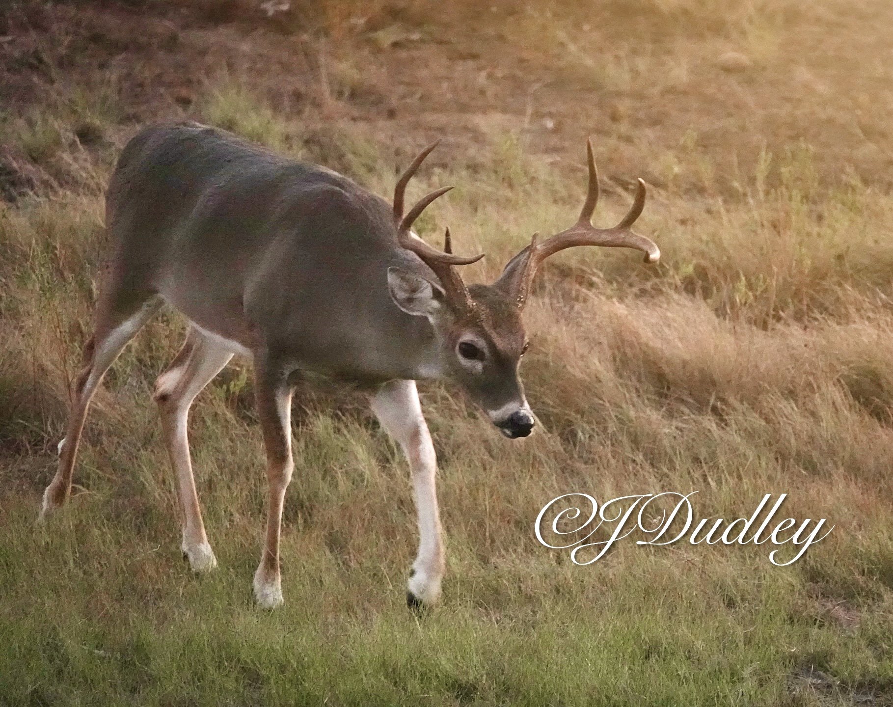 A young deer with antlers standing in a grassy field during twilight, with grass and a slightly blurred background, and the signature 'J Dudley' in the bottom right corner.