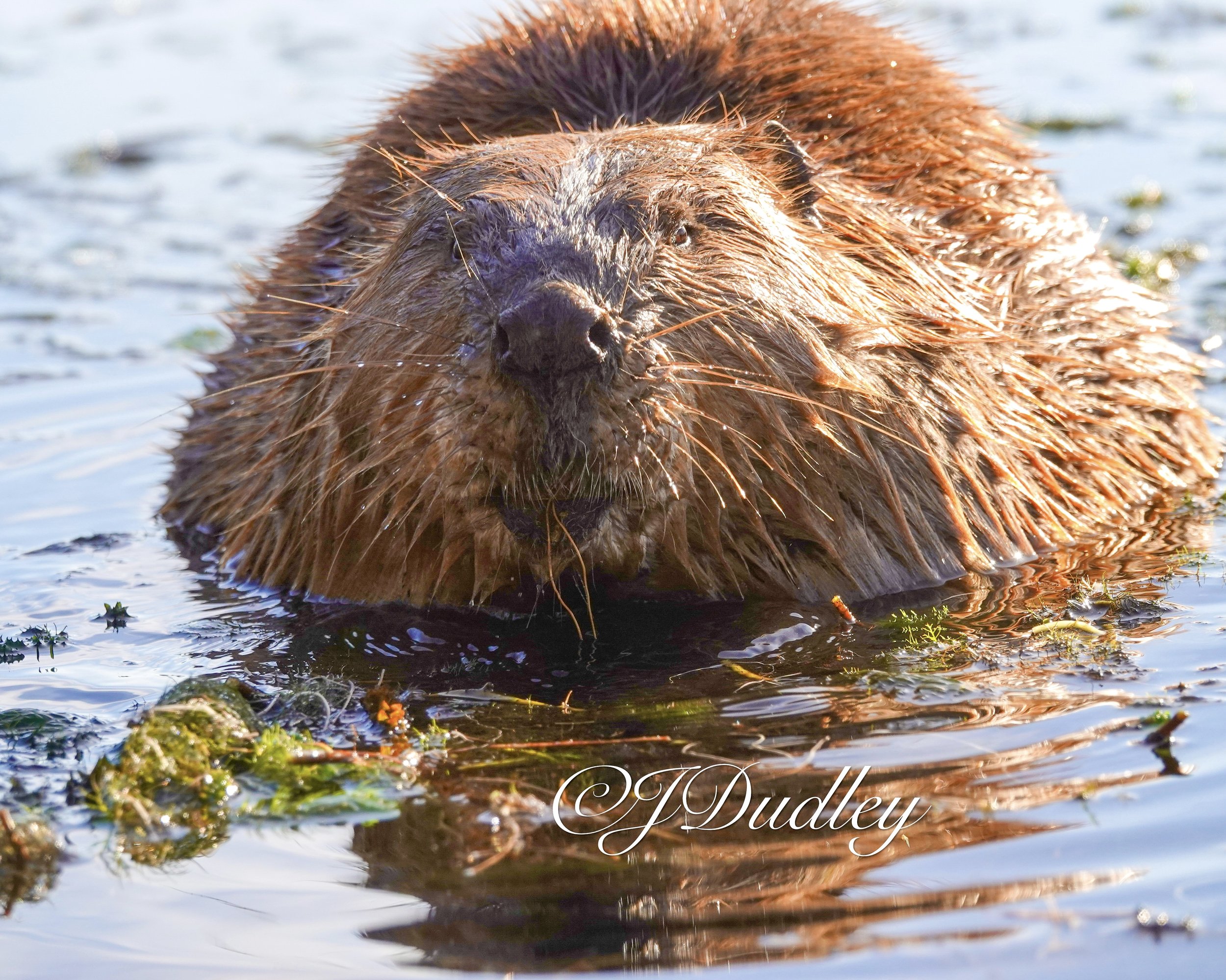 A beaver swimming in water surrounded by aquatic plants.