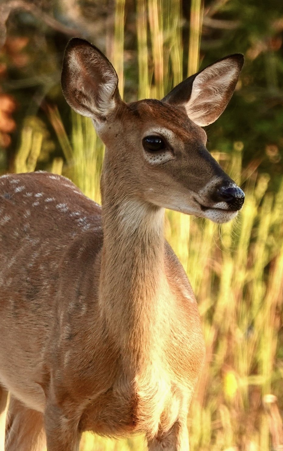 Close-up of a young deer with a blurred background of tall grass