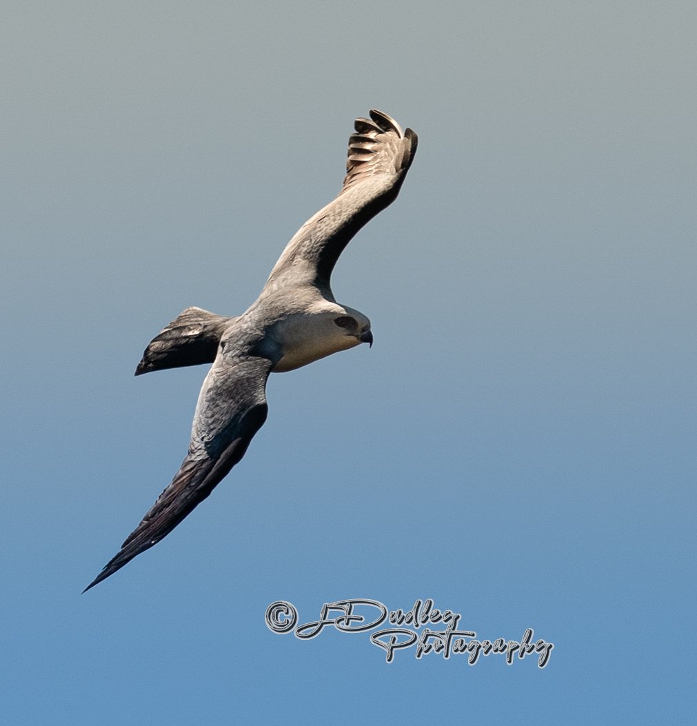 A bird of prey, likely a hawk or eagle, flying in the sky with its wings spread wide.