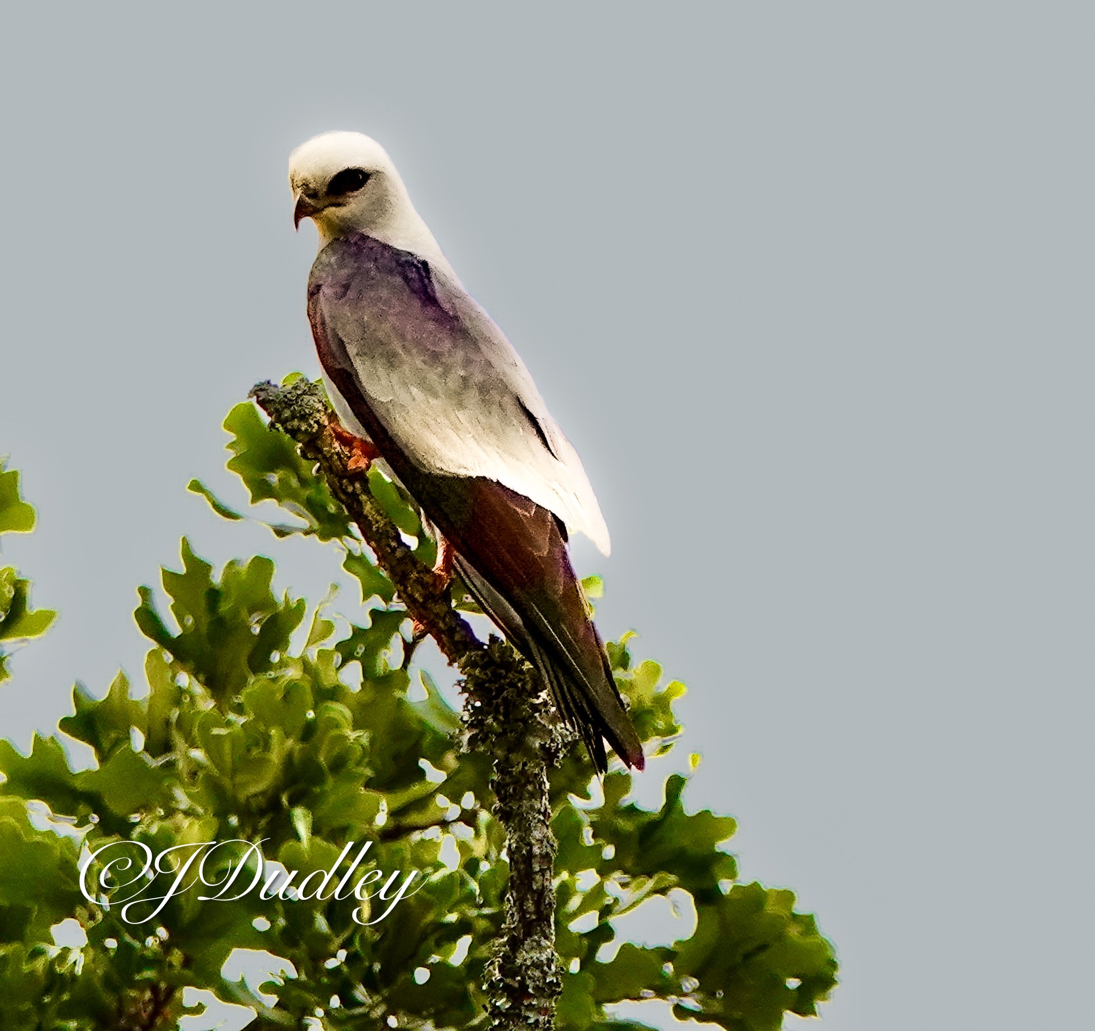 A bird perched on a branch, with green leaves and a gray sky in the background.