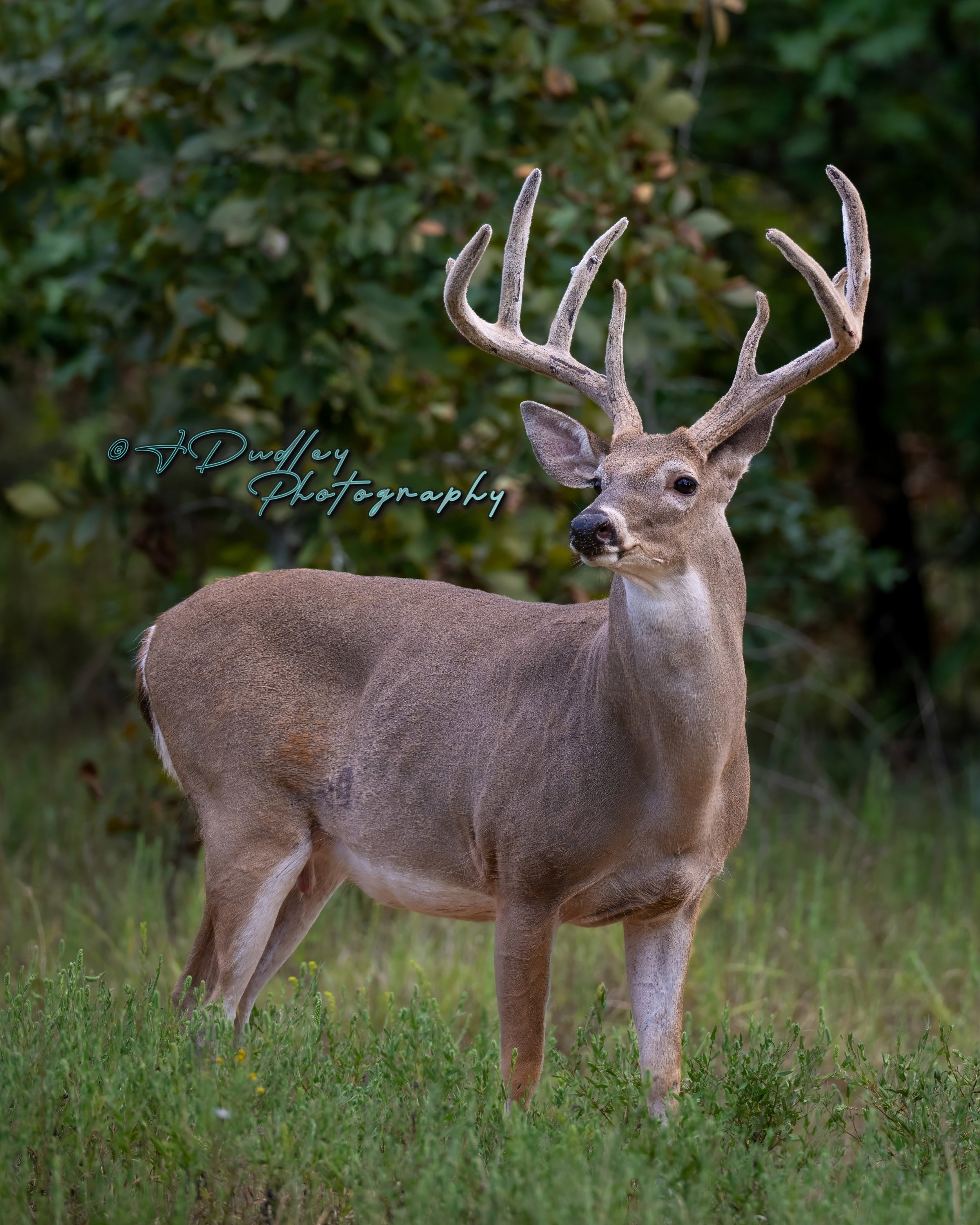 A young buck with large, velvet-covered antlers standing in a grassy area with green foliage in the background.