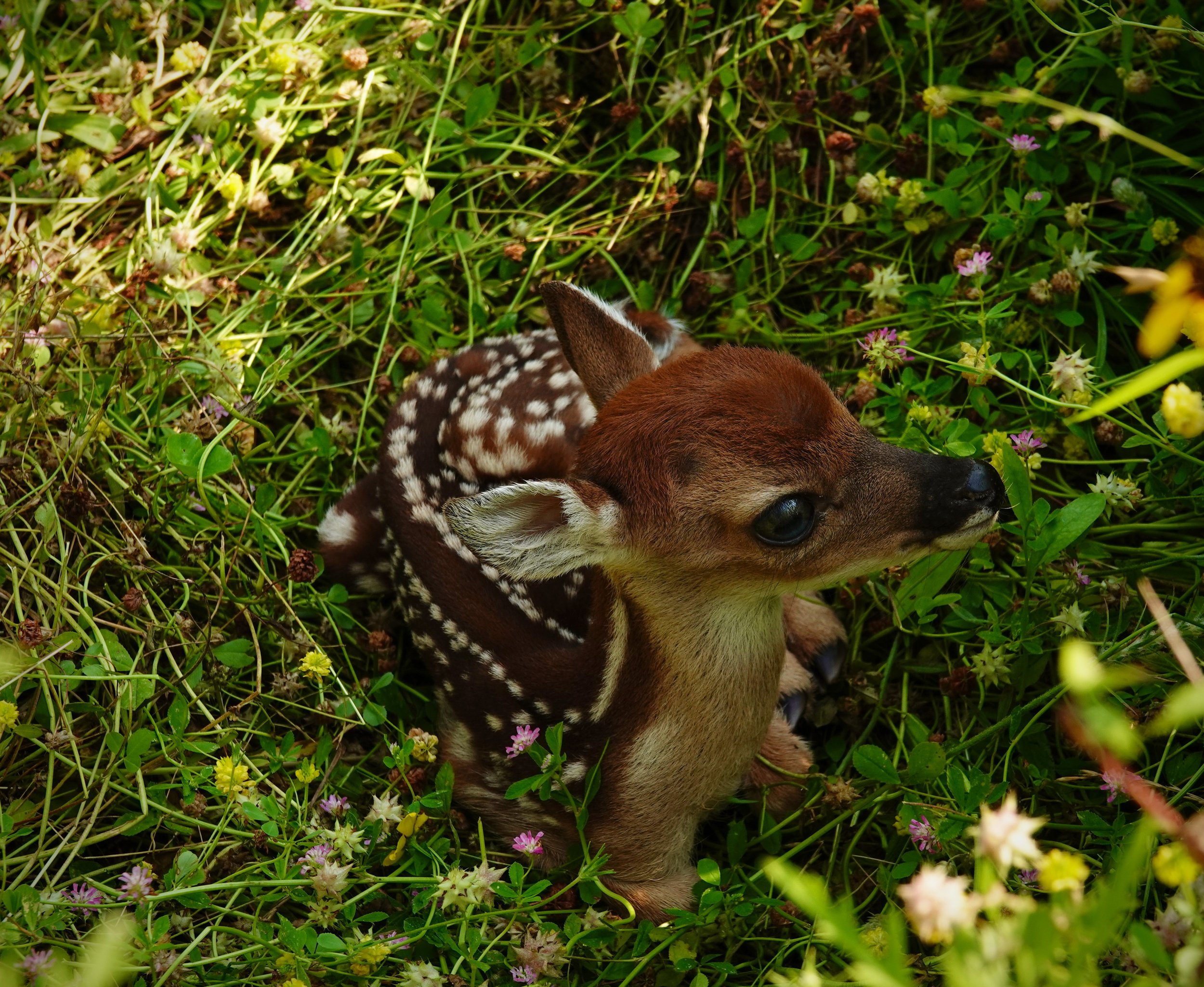 A baby deer, or fawn, nestled in green grass and wildflowers.