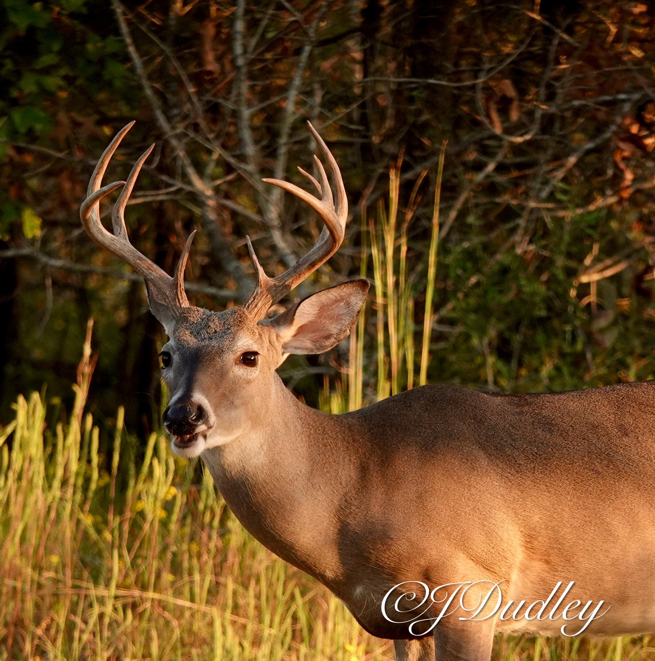A male deer standing in a grassy area with a background of trees and bushes.