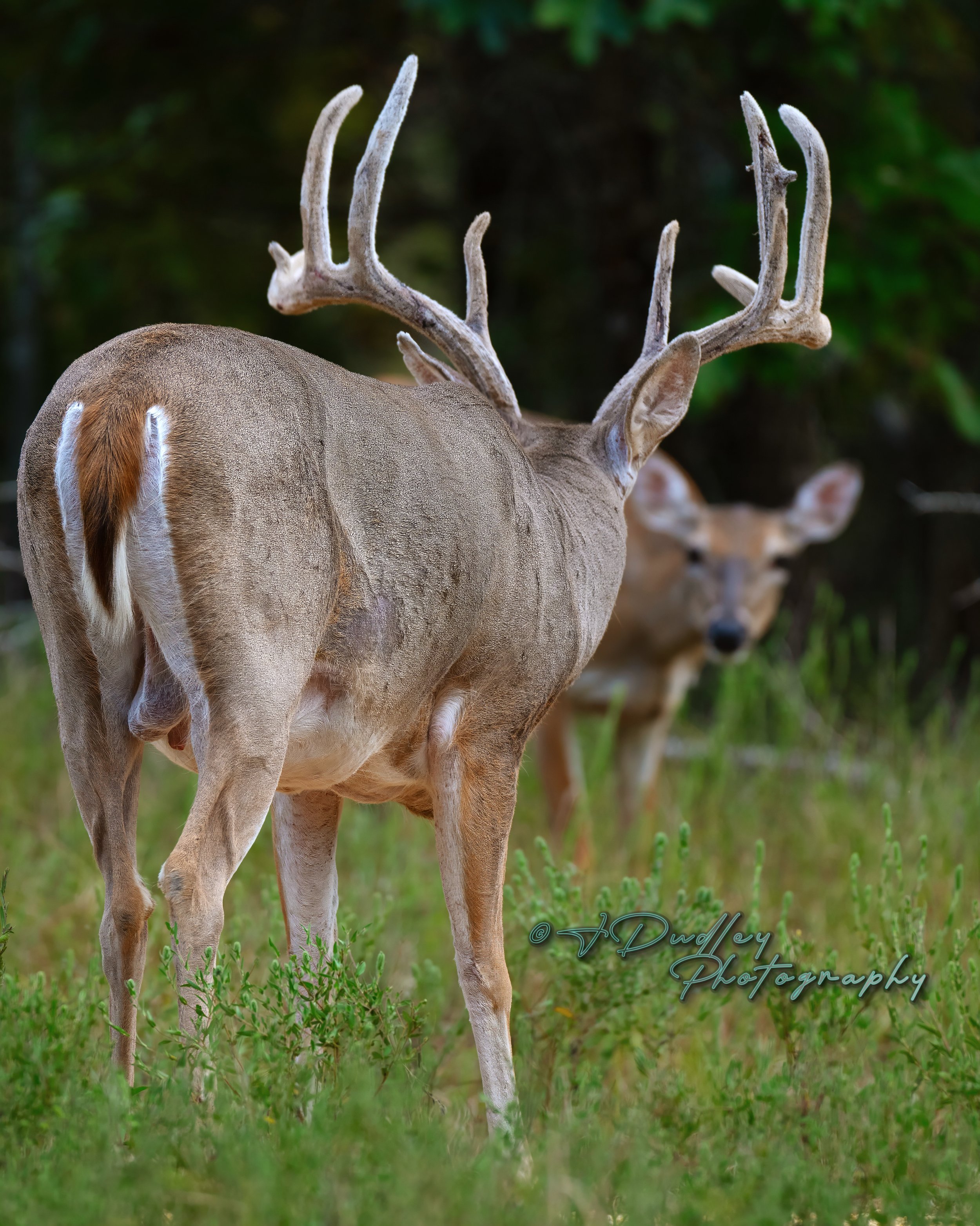 A close-up of a male deer with large antlers standing in a grassy field, with another deer partially visible in the background.