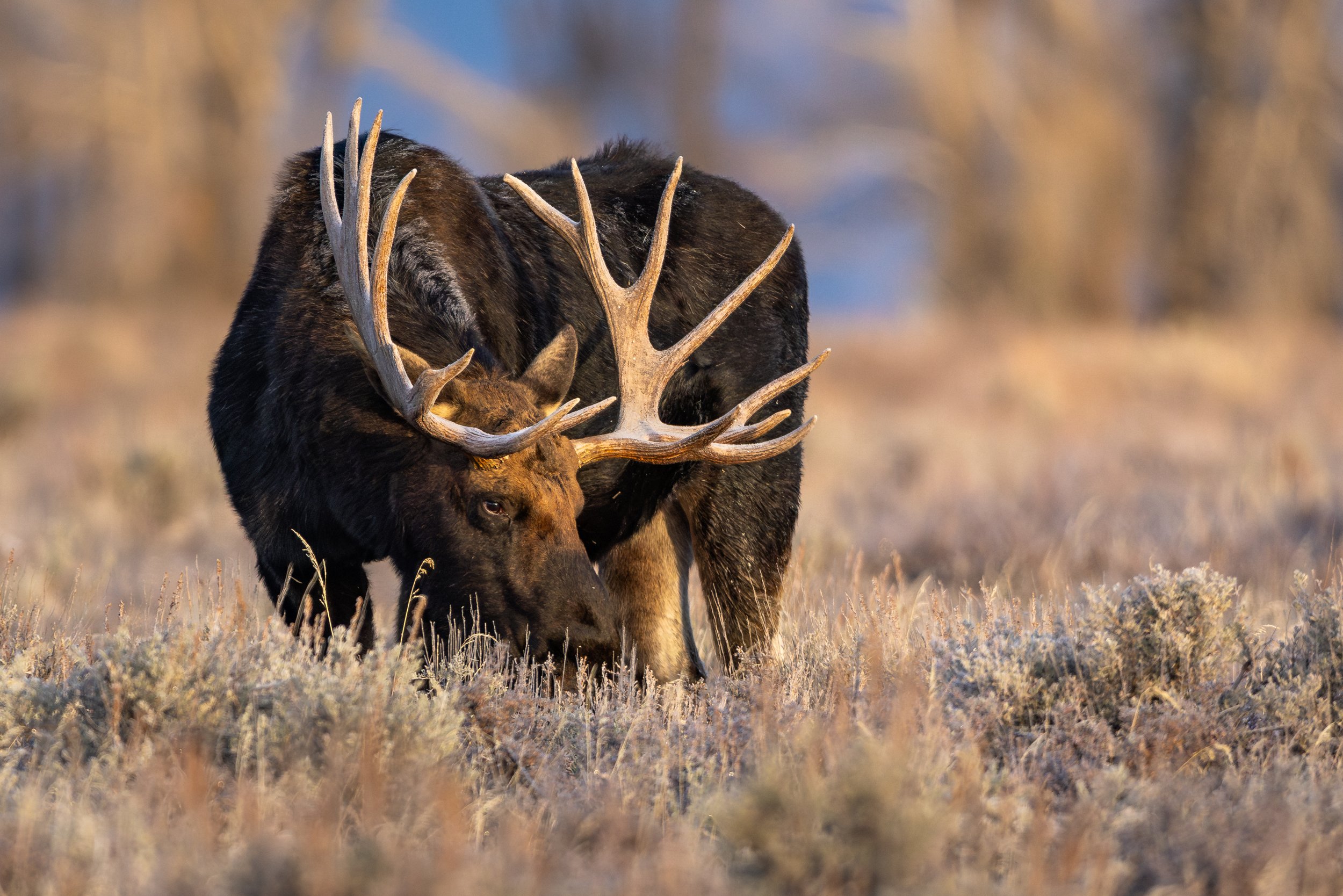 Bull Moose.jpg