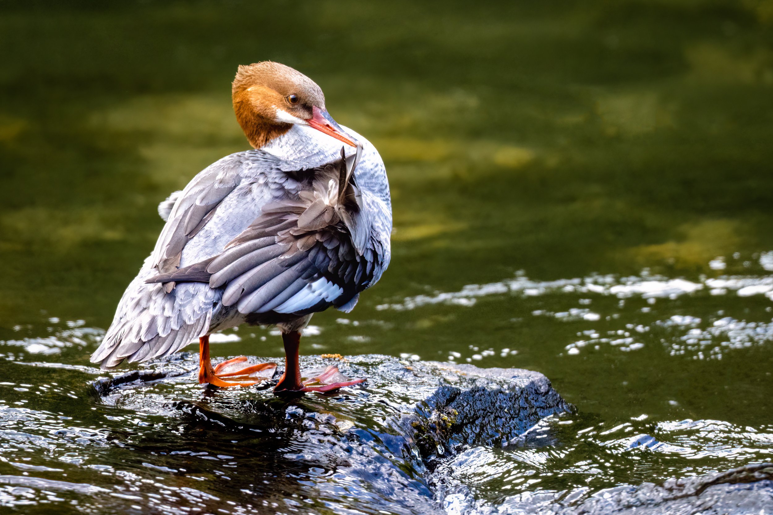Female Common Merganser 2-.jpg