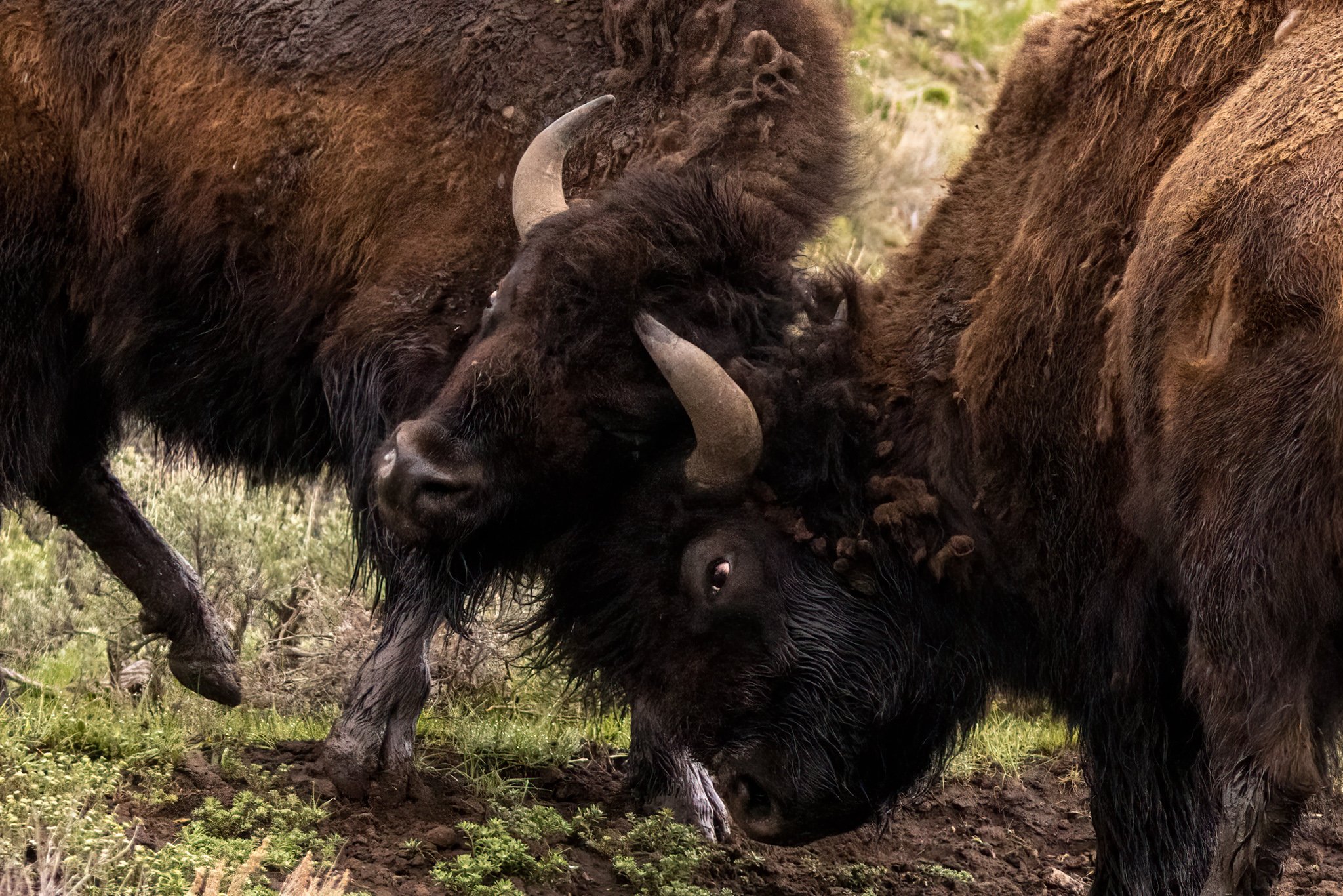 Bison Bulls.jpg