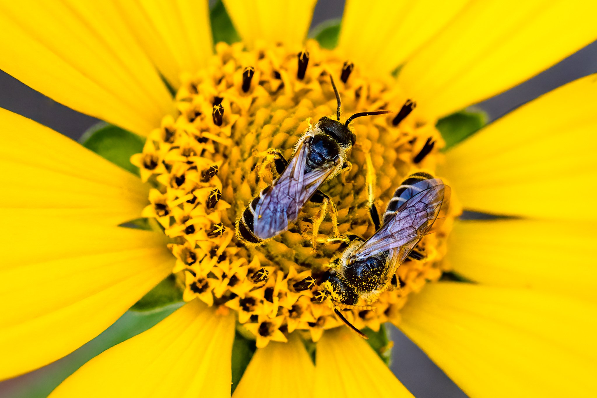 Ligated Furrow Bee.jpg