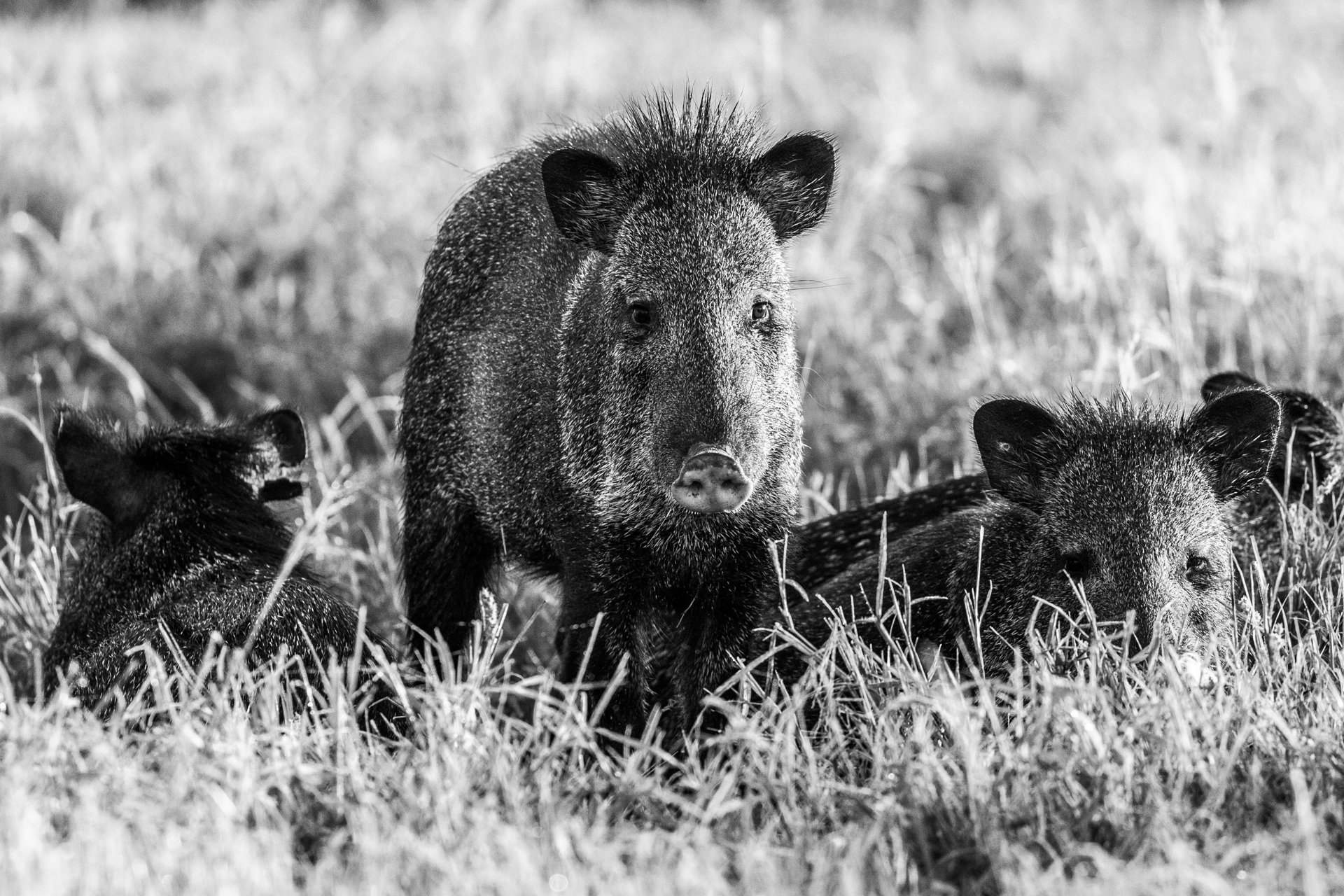 Henry_Javelina.jpg