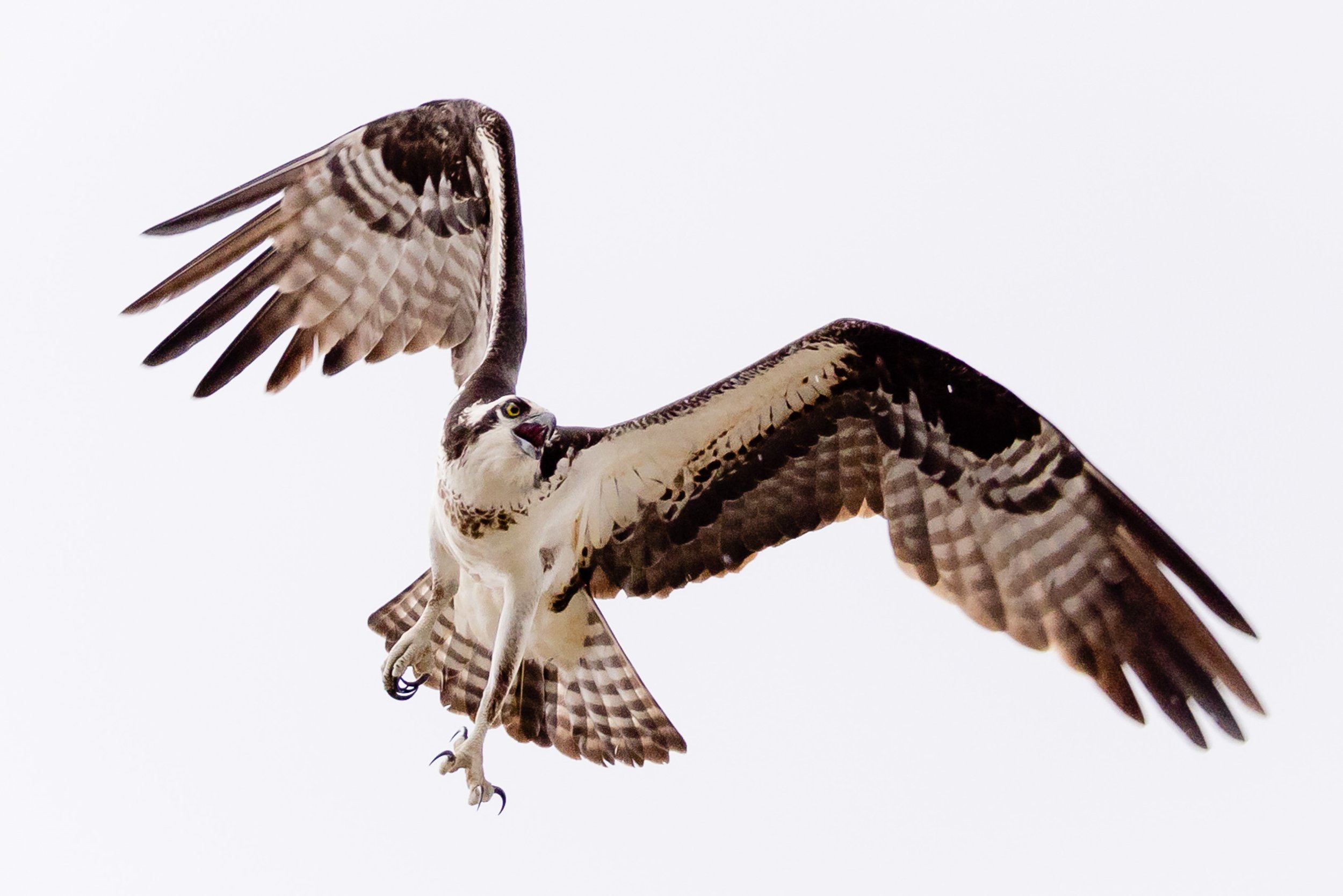Osprey Watts Bar.jpg