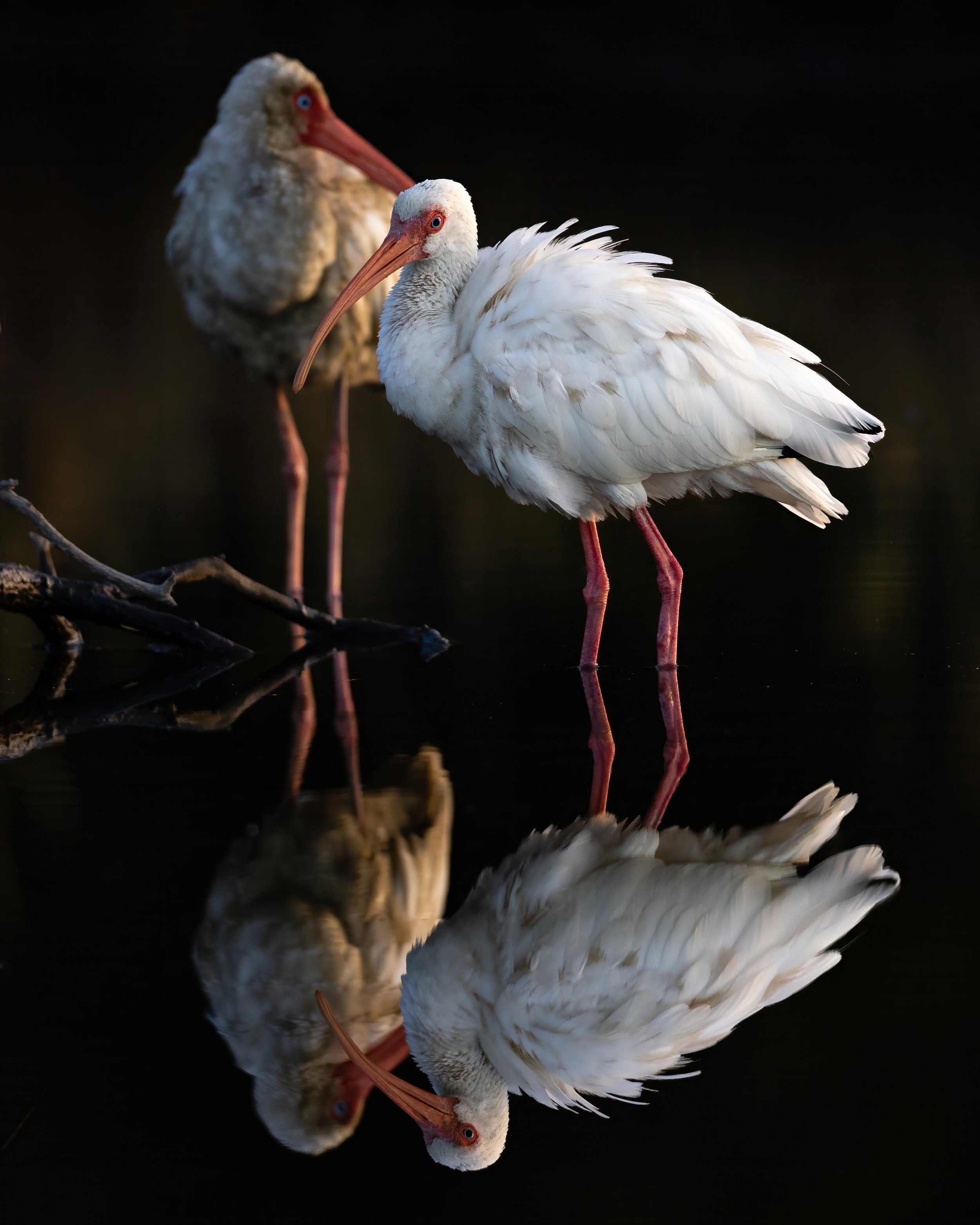 White Ibis-2.jpg