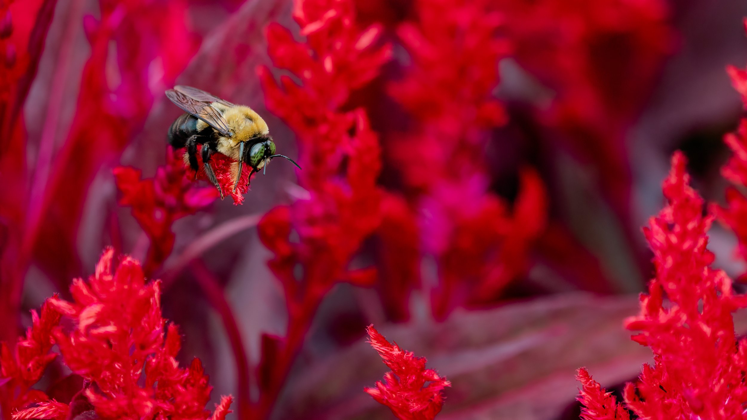 Carpenter Bee-.jpg