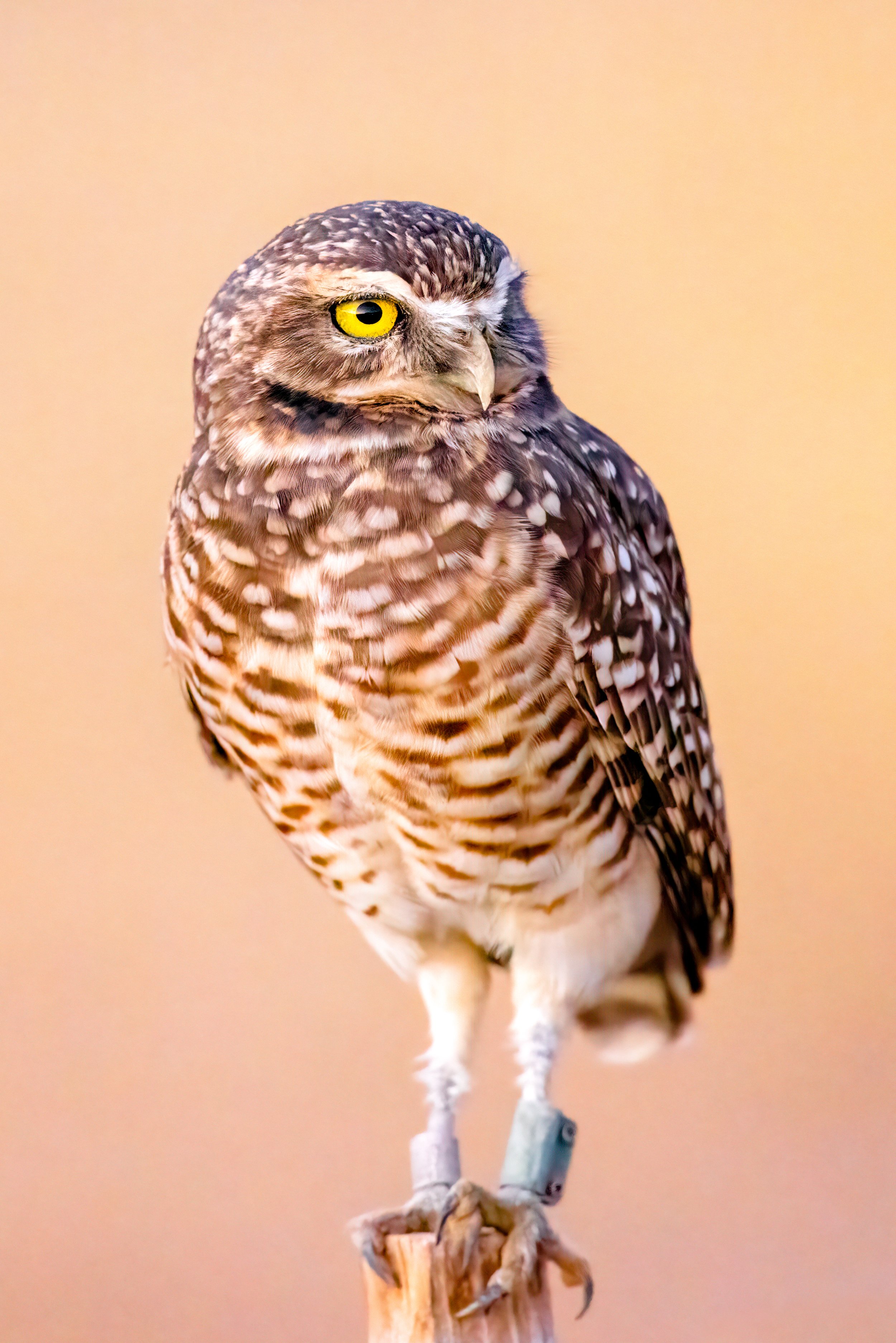 Phoenix_burrowing owl 2-.jpg