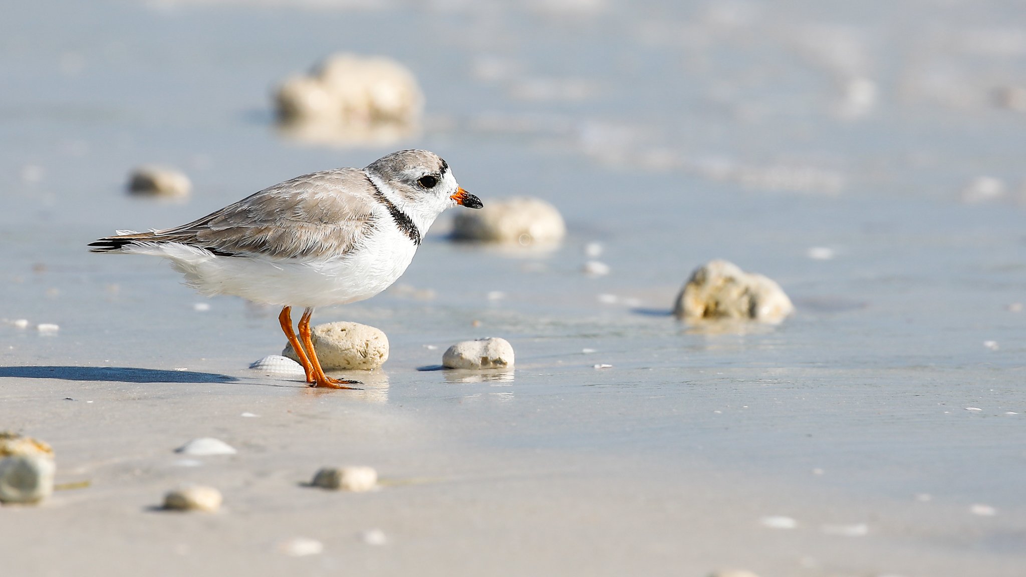 Piping Plover.jpg