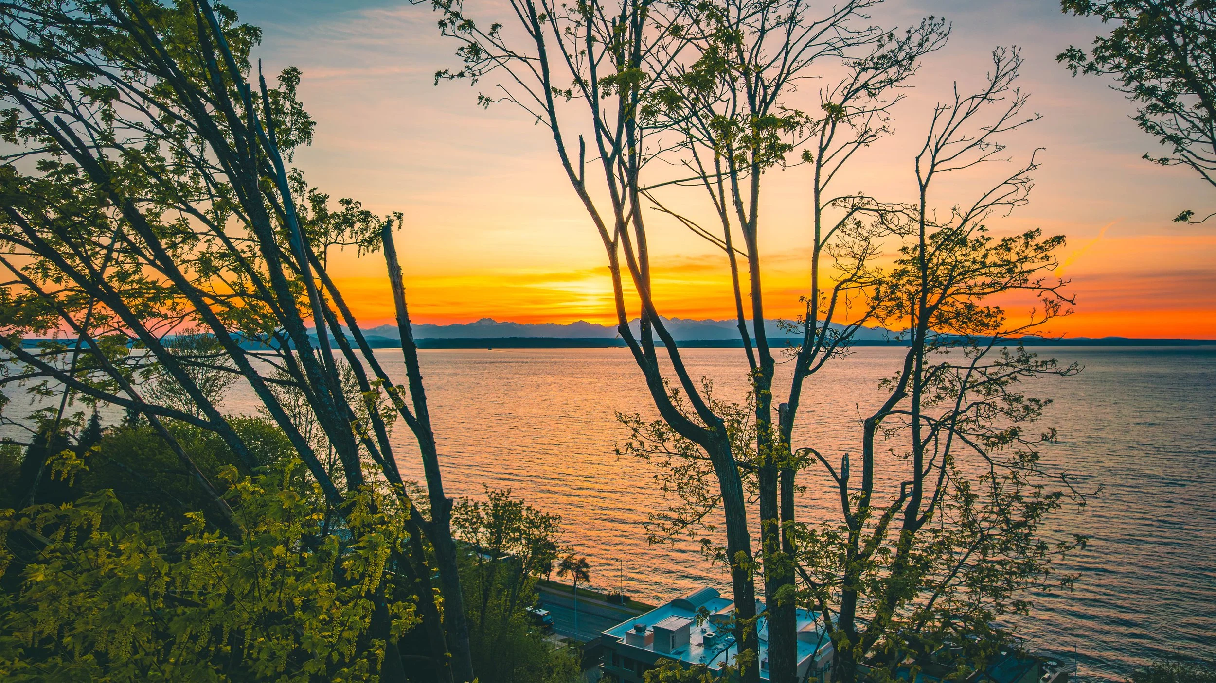Sunset over the Puget Sound with trees in the foreground and mountains in the distance.