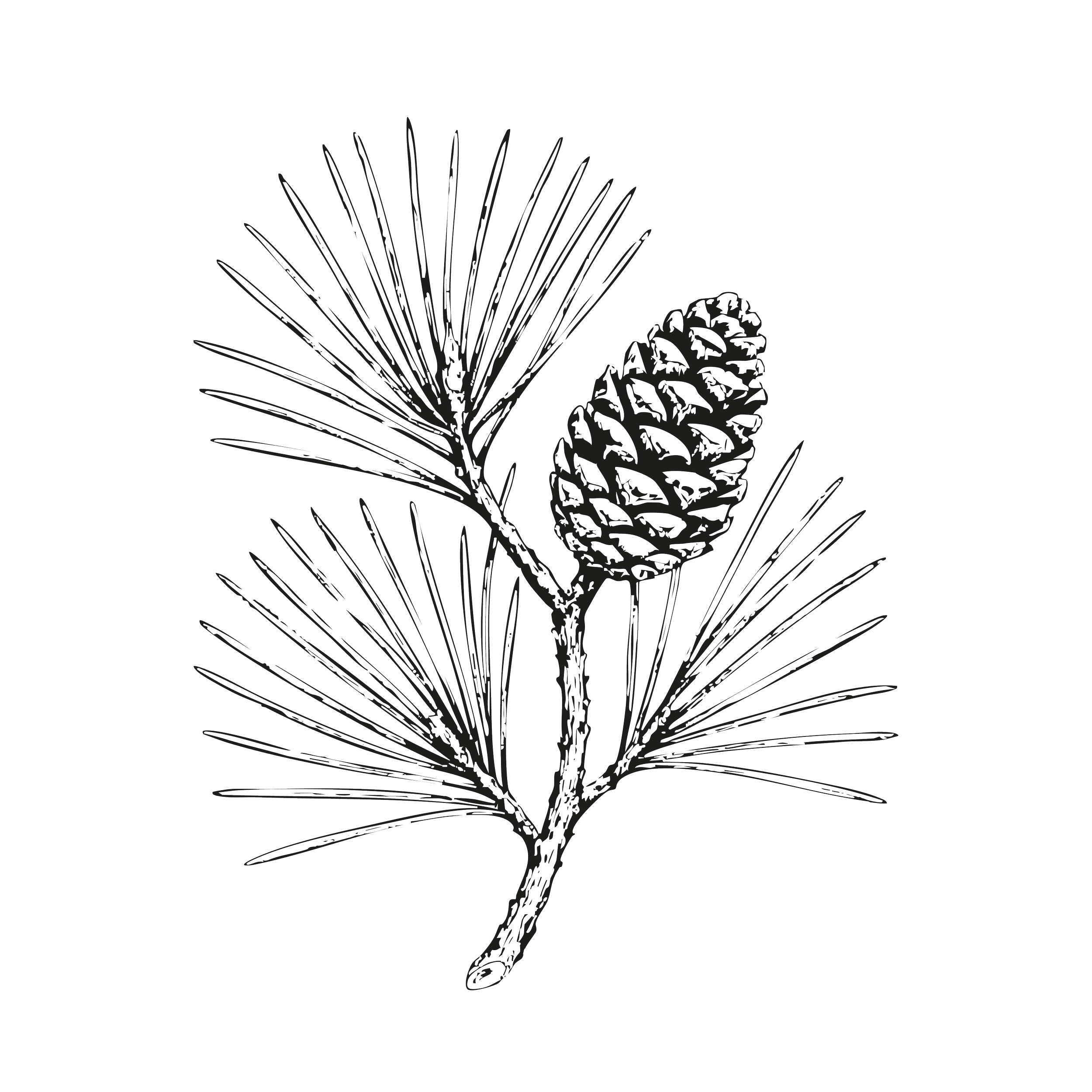 Dessin en ligne d'une branche de pin avec une pigne.