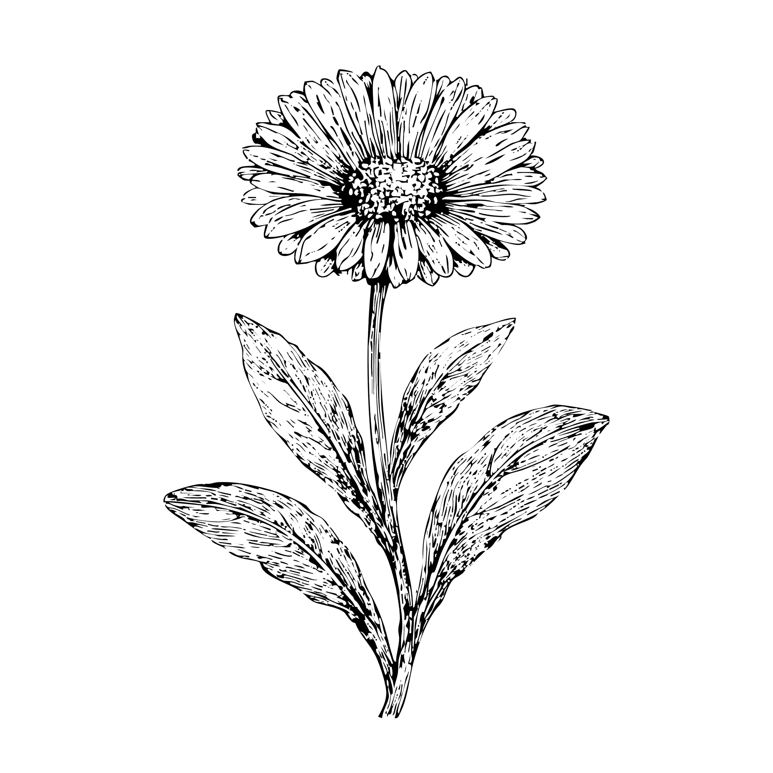 Une illustration enligne blanche d'une fleur d'arnica avec plusieurs feuilles sur un fond noir.