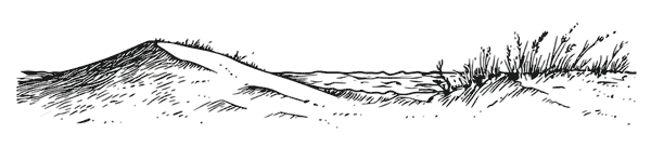 Paysage de dunes de sable avec quelques buissons et un ciel clair.