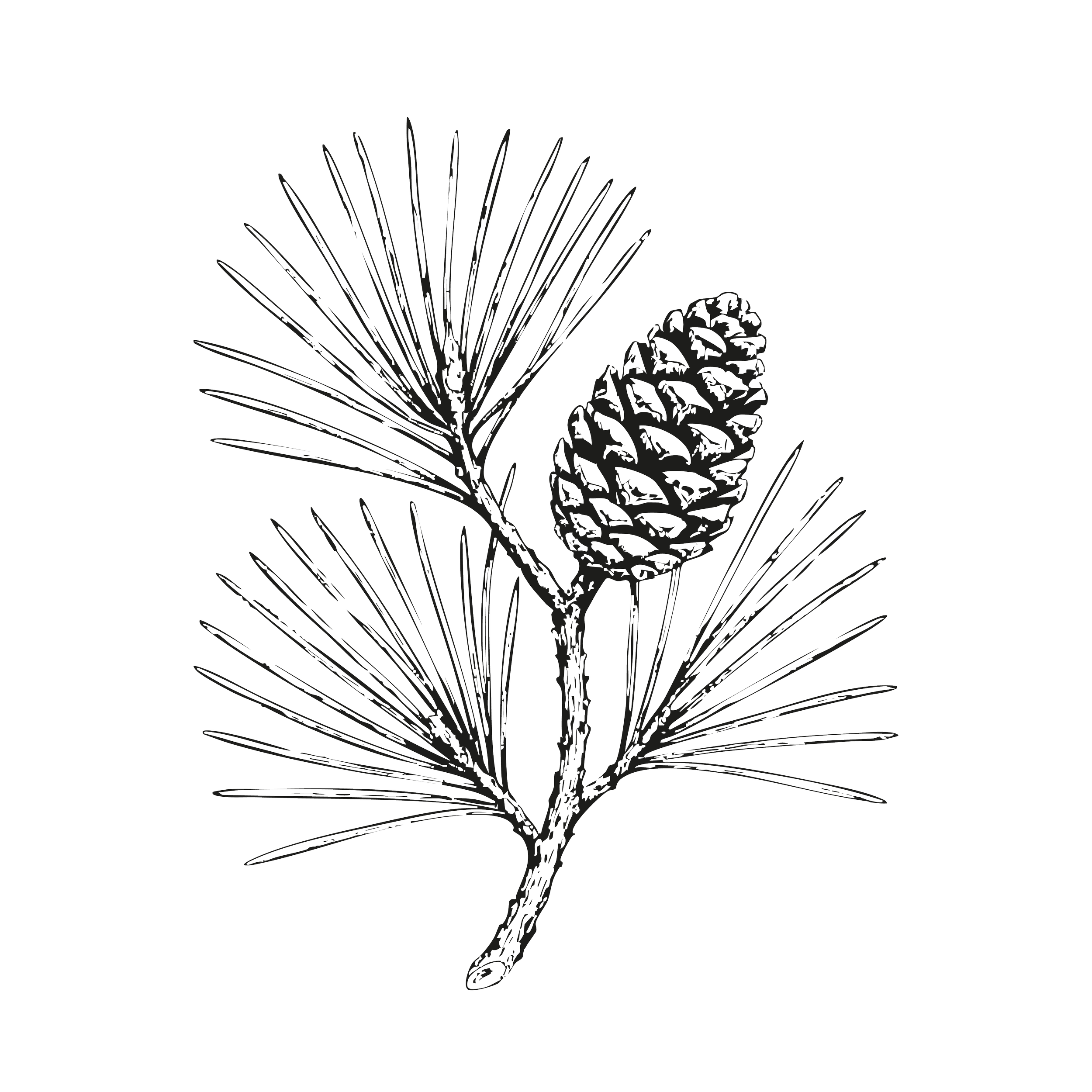 Illustration en ligne d'une branche de pin avec une boule de cônes de pin et des aiguilles de pin sur un fond noir.