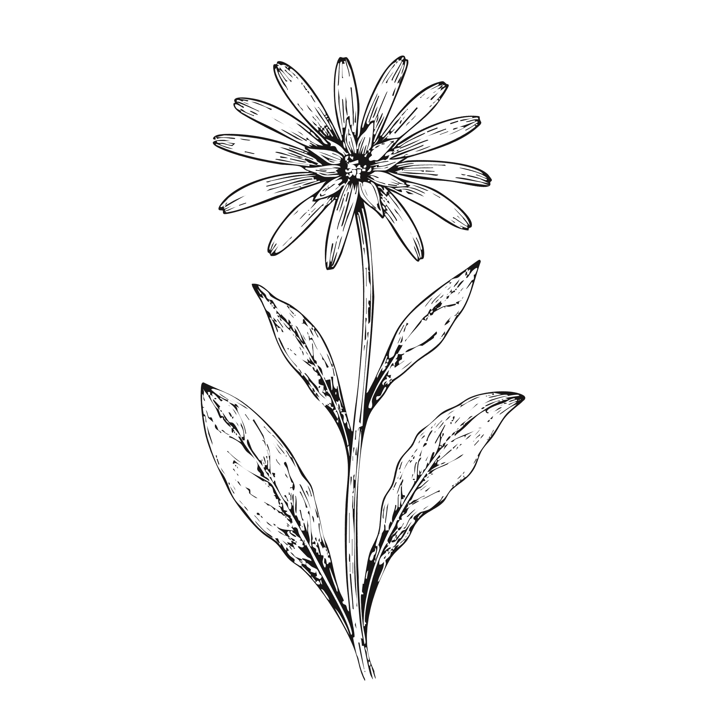 Dessin en ligne d'une fleur de calendula avec une tige, des feuilles et des pétales