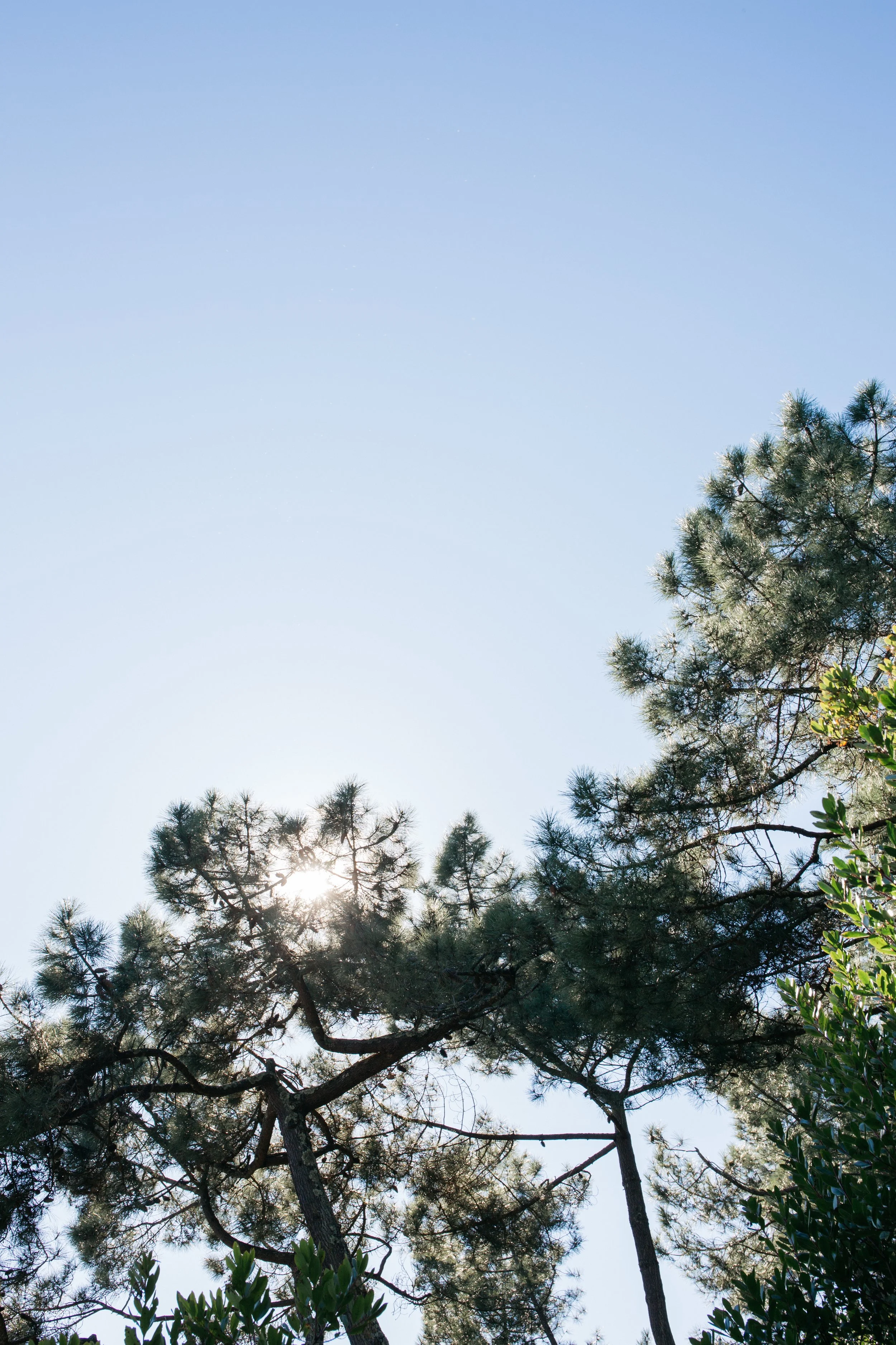 arbres avec le soleil derrière, ciel clair