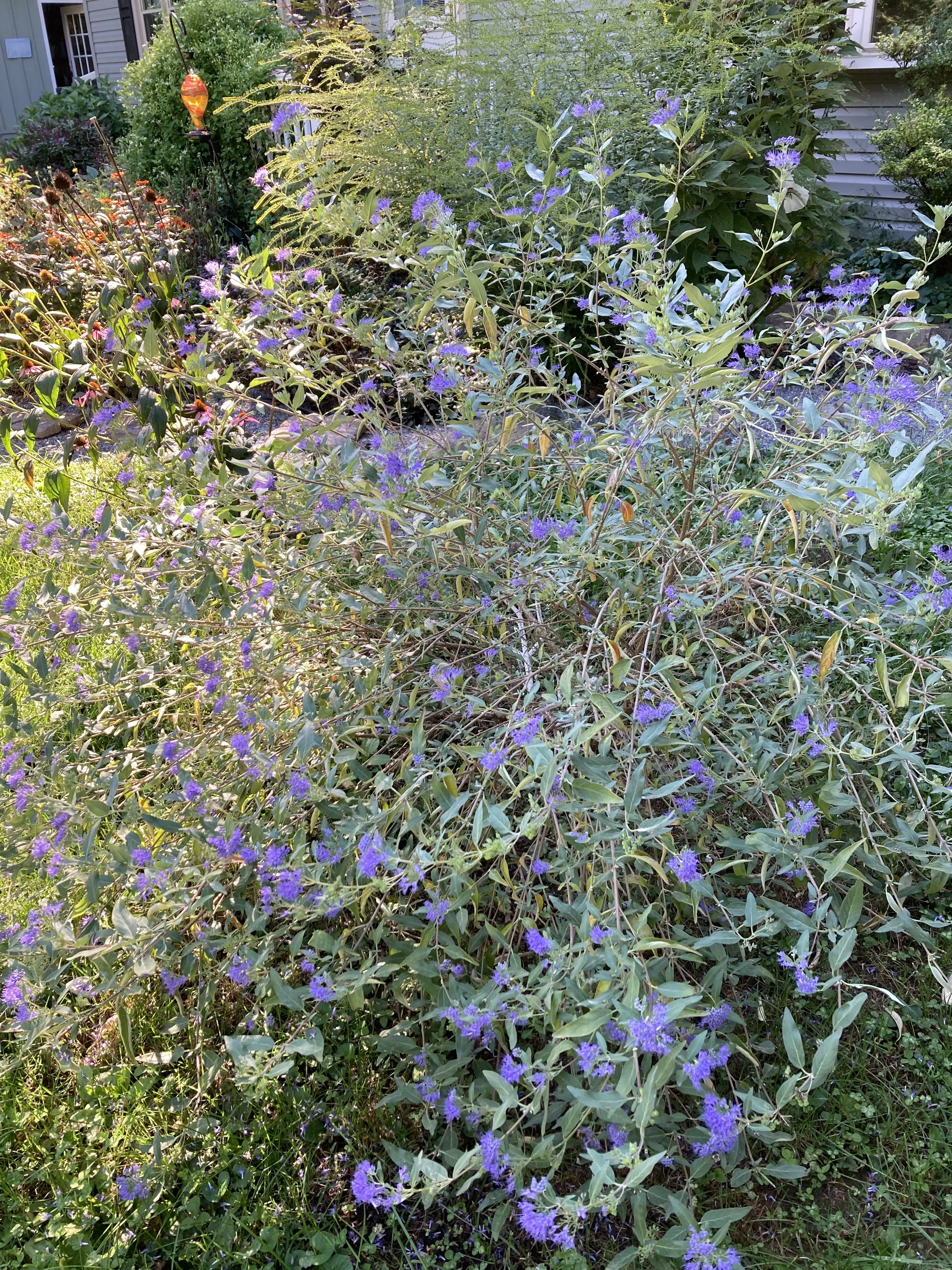 Mongolian Bluebeard