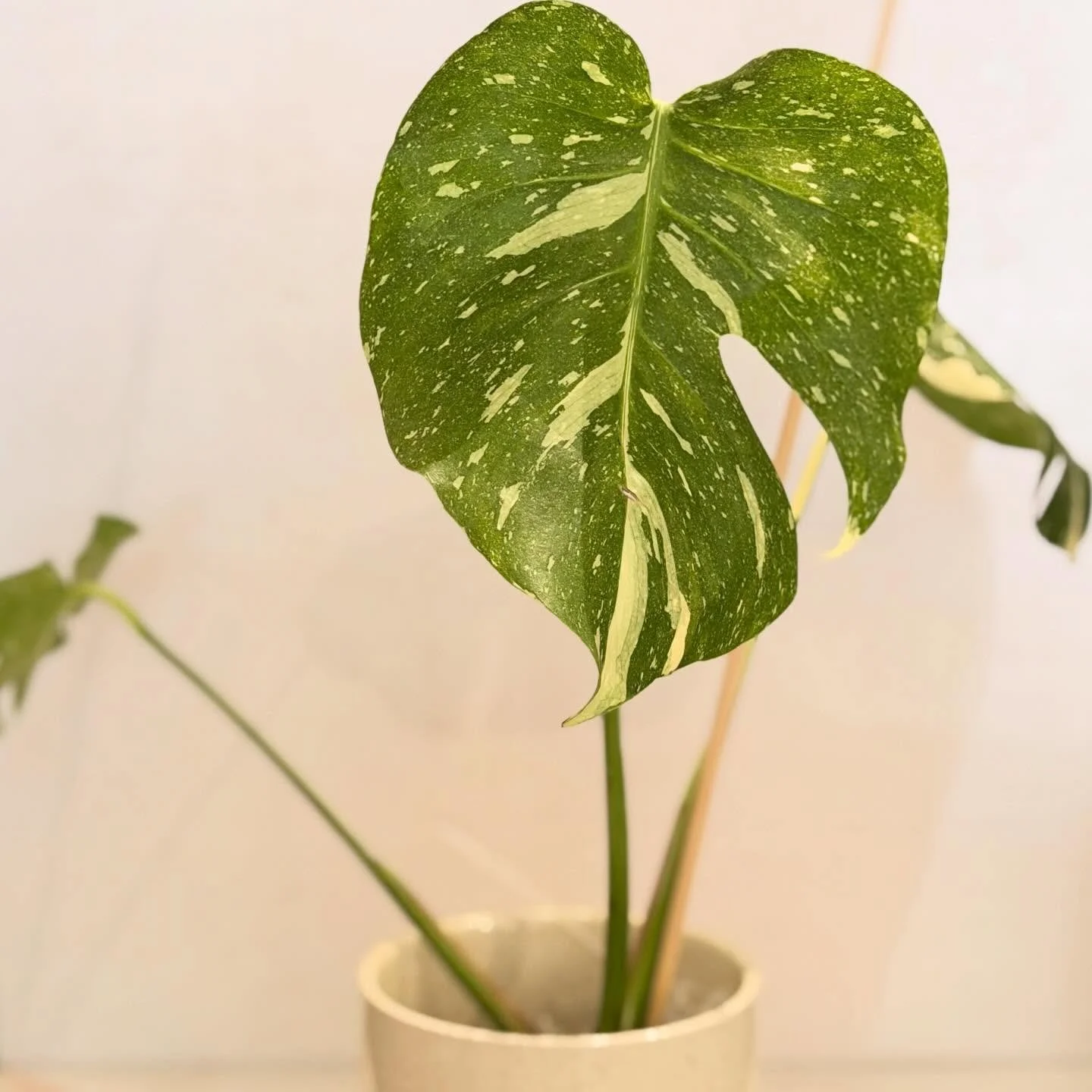 If you you know, you know ;) #thaiconstellation