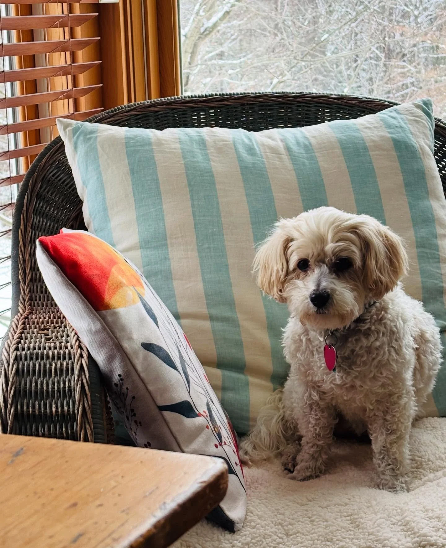 Not sure about this cold weather. #dogsofinsta #snowflakes #vermontdogs