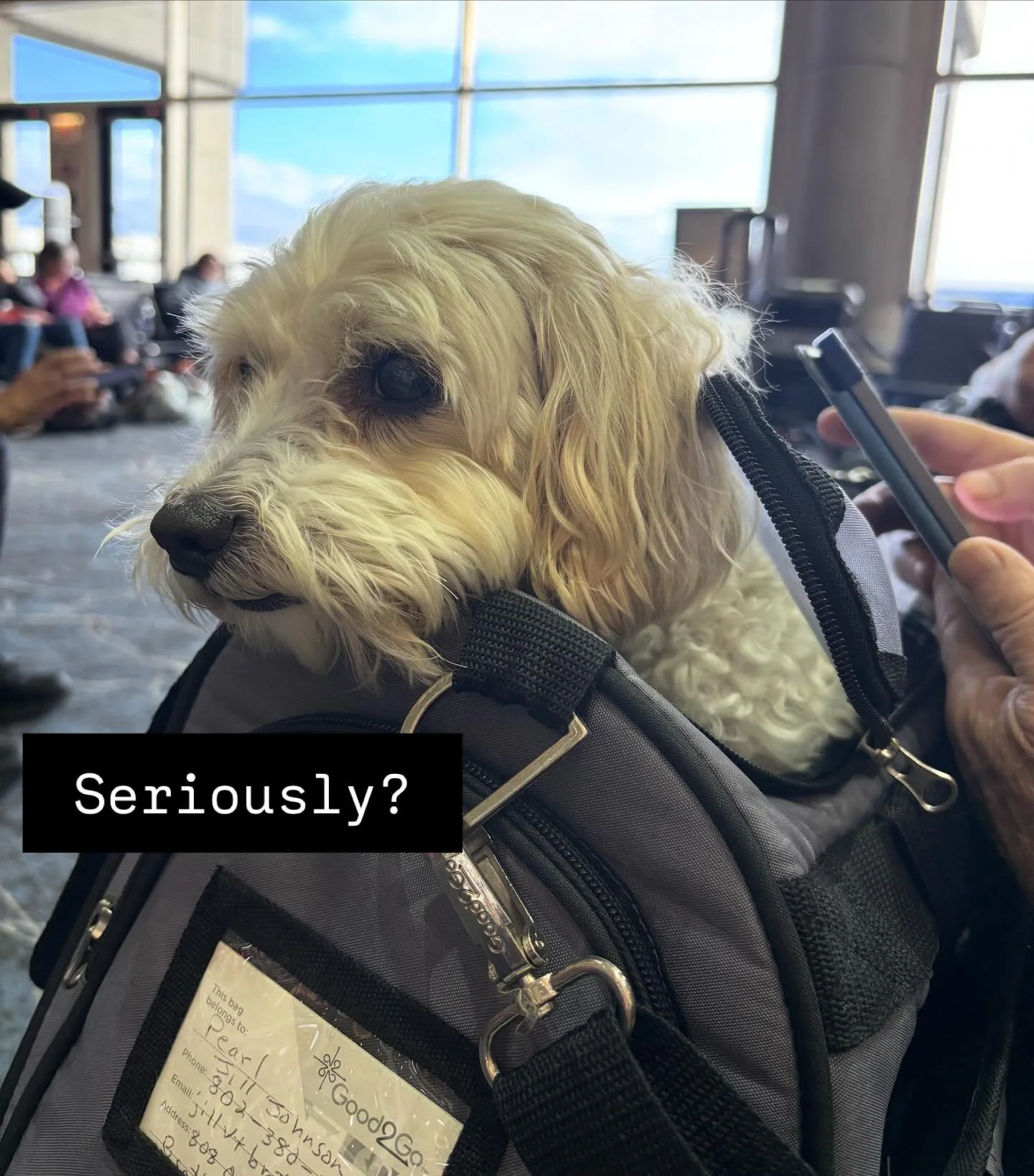 I know this will be temporary. #transitionchallenge #dogsofinsta #tampaairport