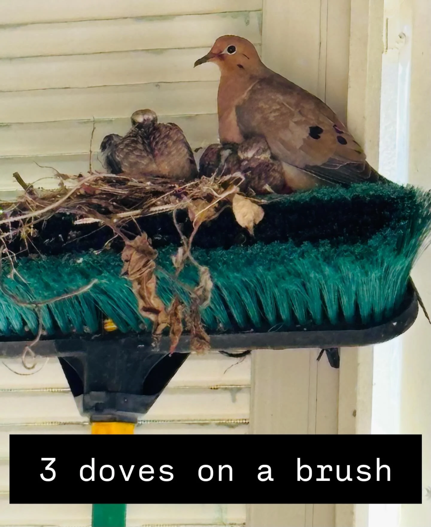 Mama and 2 babies  #birdslife