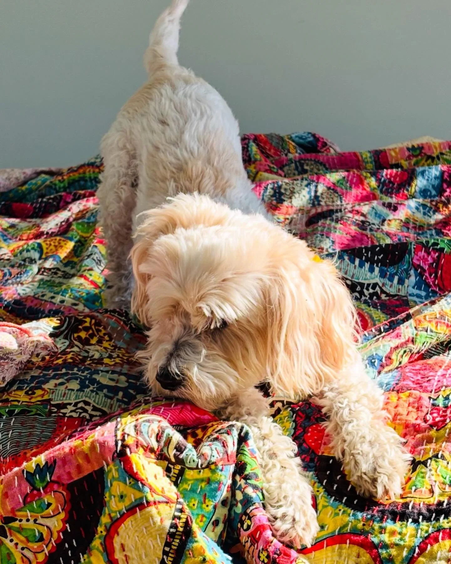 Fare Thee Well Pearl. Best dog in the world. #dogsofinstagram #dogsarethebest #heartbroken