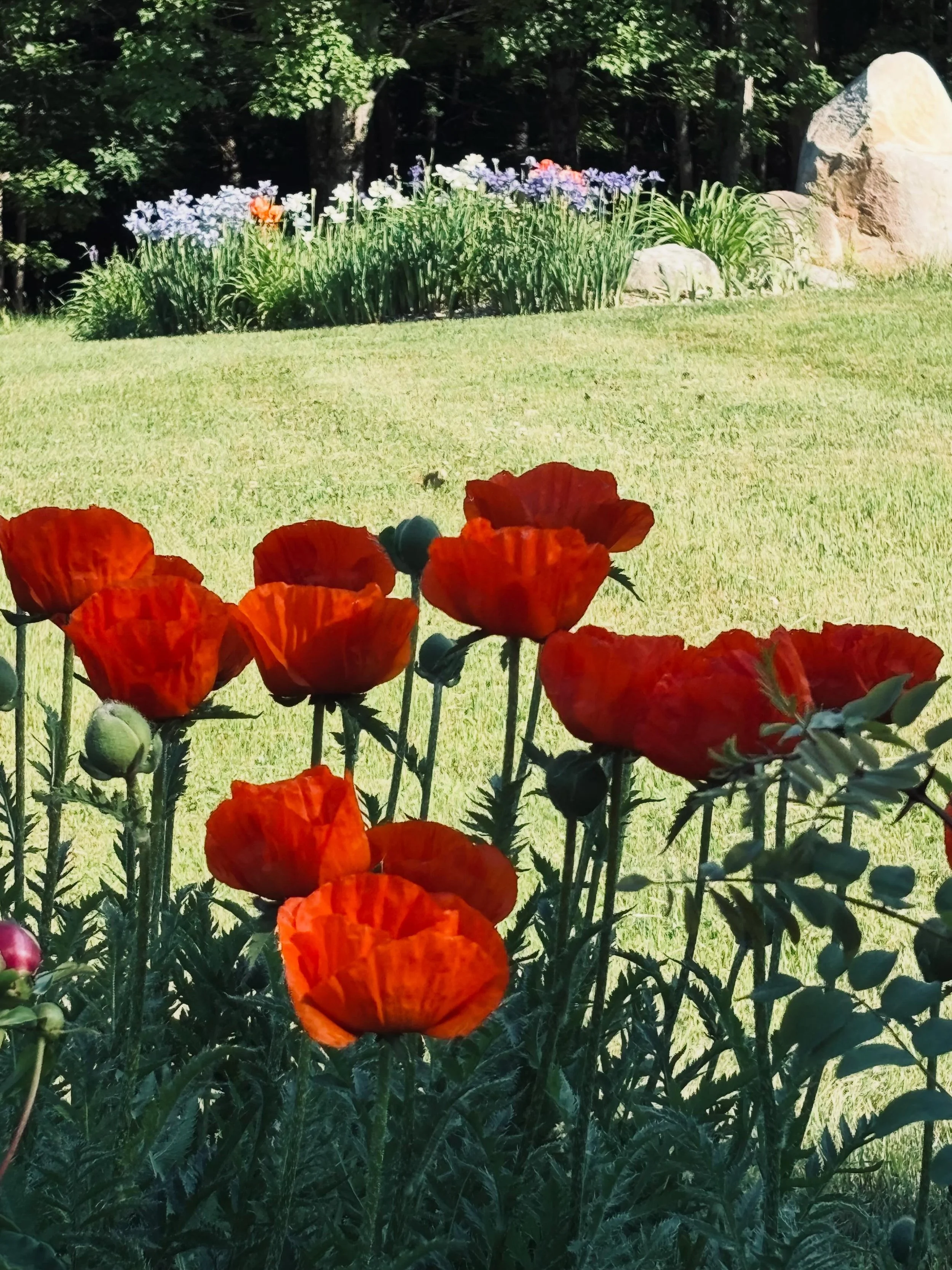 Poppy iris peony season. Brief and beautiful.