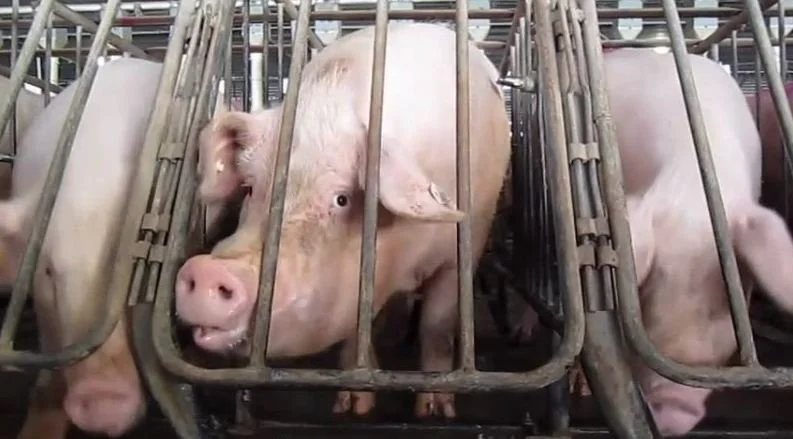 Less Than 10 Million Pigs – A Milestone or Misleading Headline?