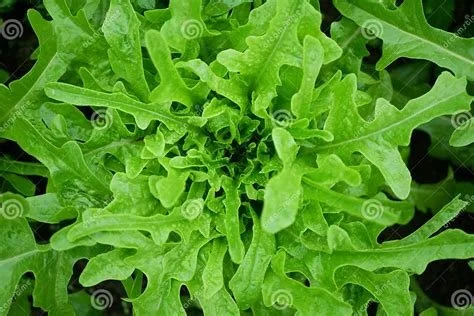 Fresh from the Greenhouse: Our First Harvest of the Year