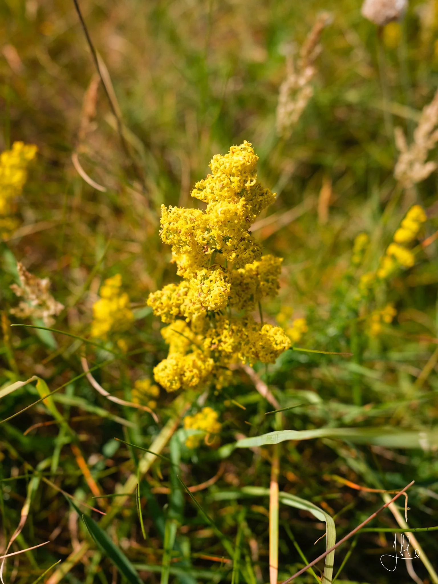 DSCF9882.JPG