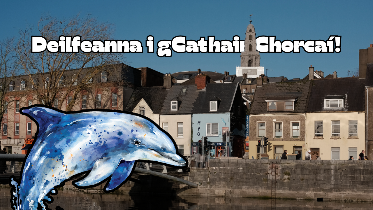 Deilfeanna i gCathair Chorcaí!