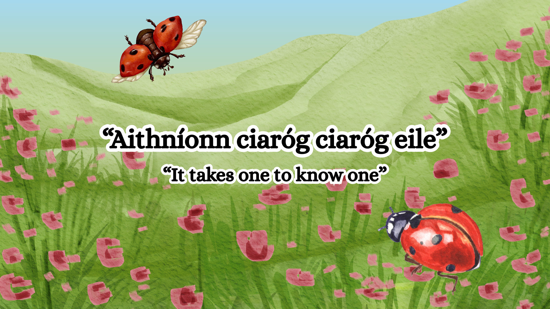 “Aithníonn ciaróg ciaróg eile”