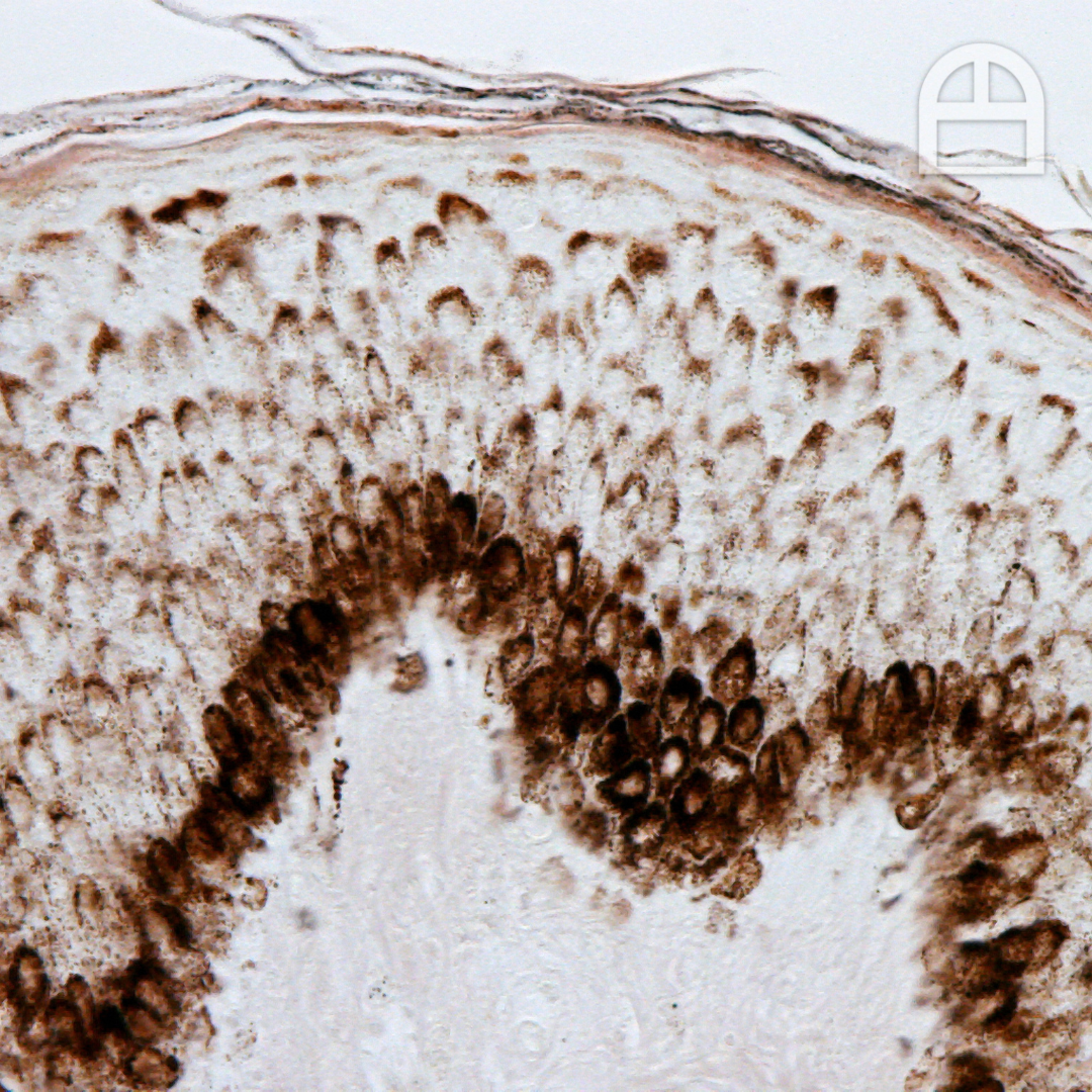 Close-up of a cross-section of biological tissue under a microscope with brown staining.
