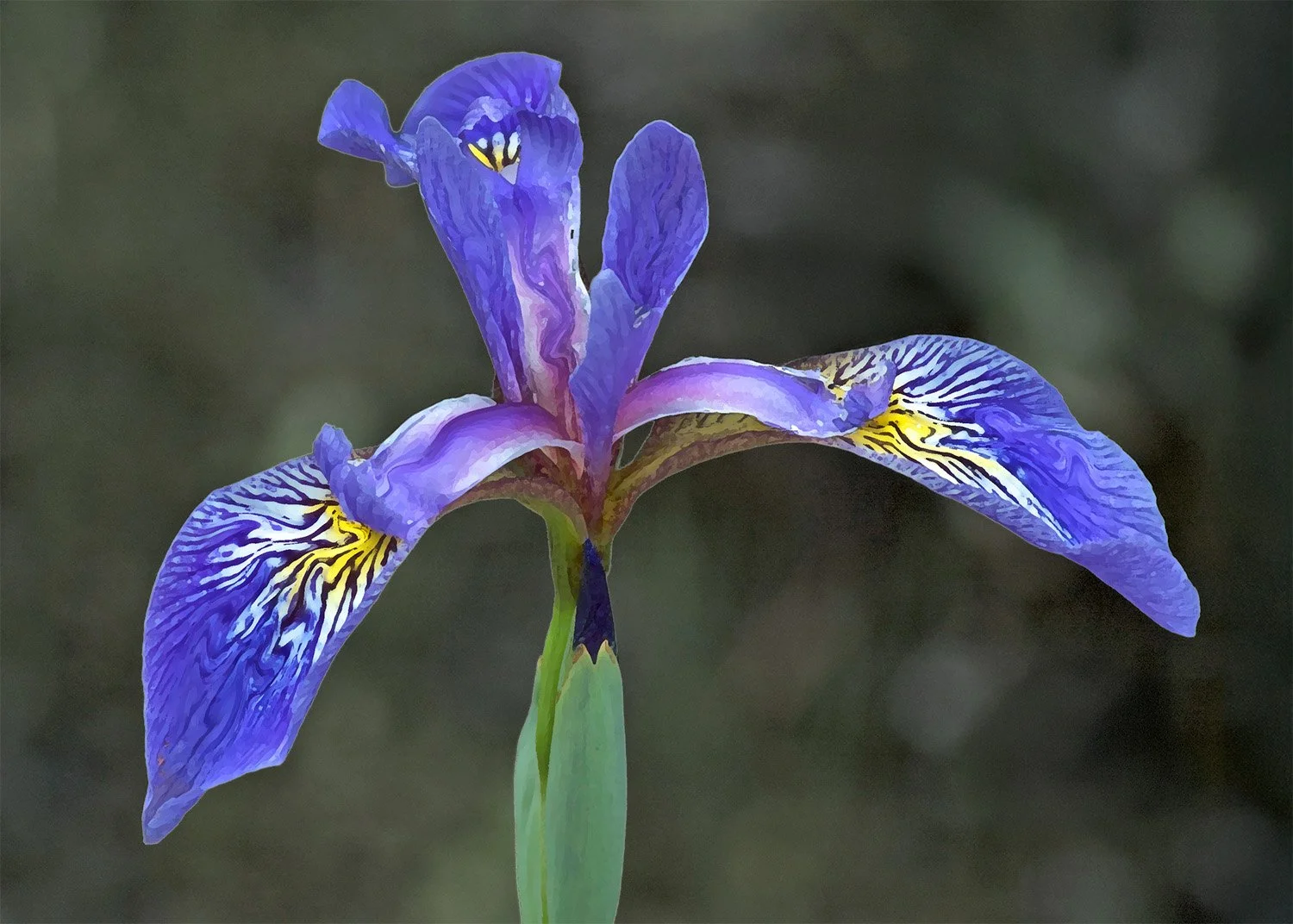 Lilly art 1 5x7@0.5x.jpg