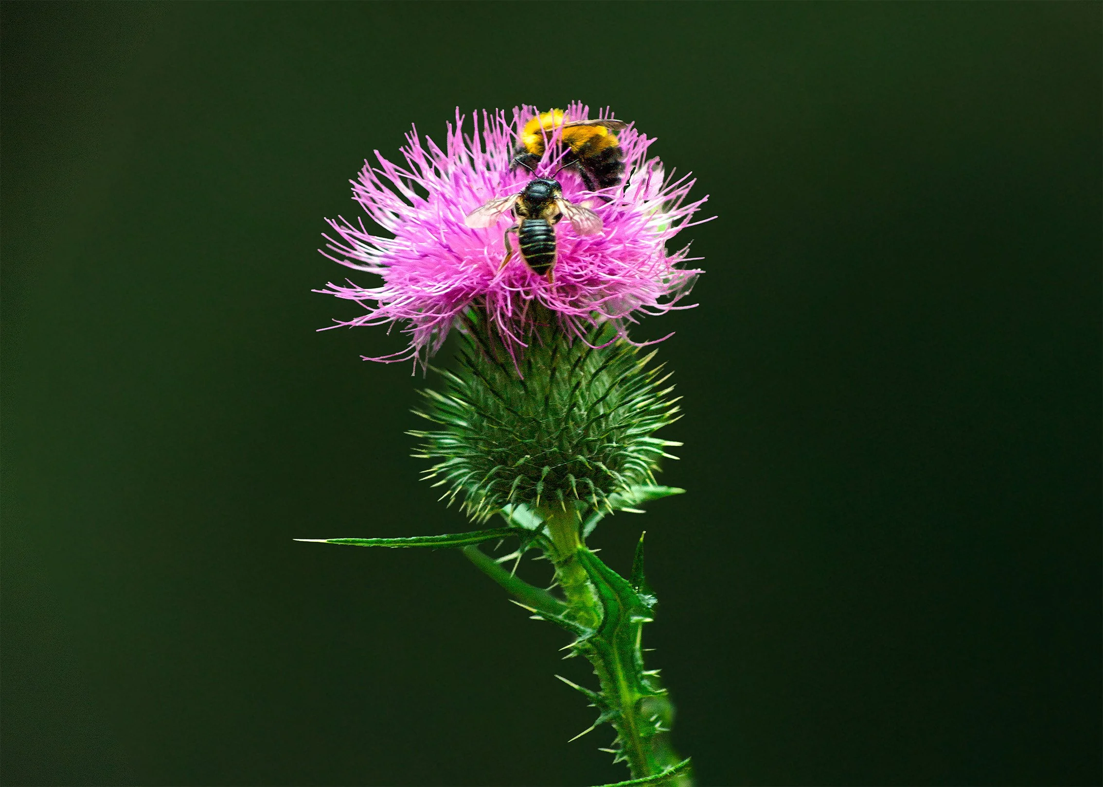 Bee and Wasp on Thistle flat bg2@0.5x.jpg