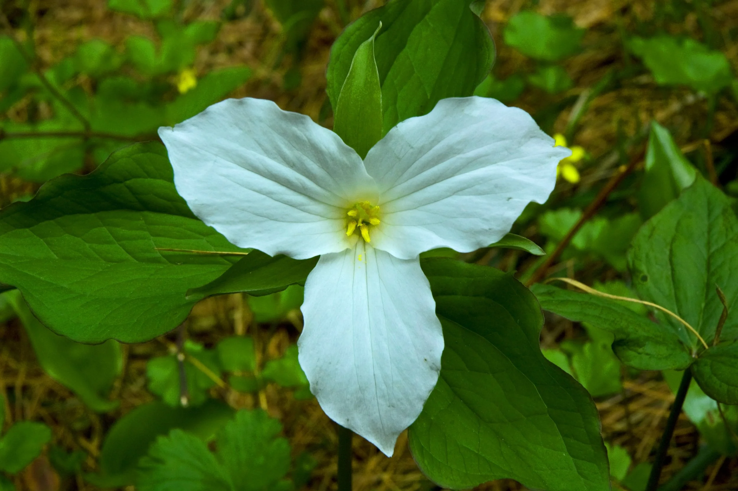 trillium.jpg