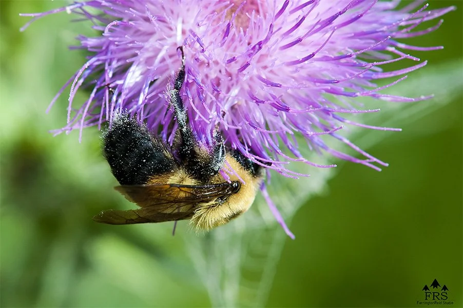 Bee Thistle1@0.3x.jpg