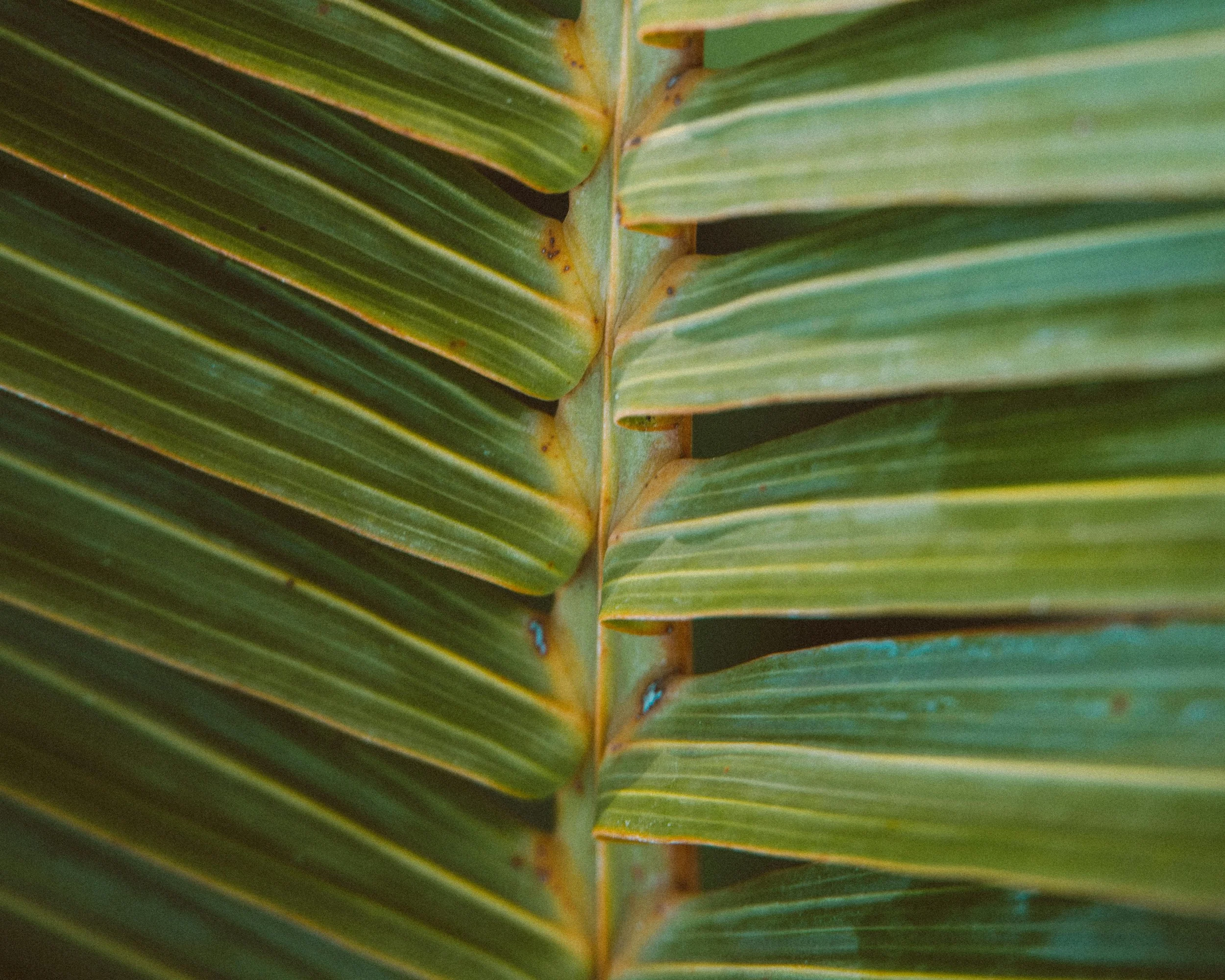 Close-up of a green palm leaf showing parallel veins and a central stem.