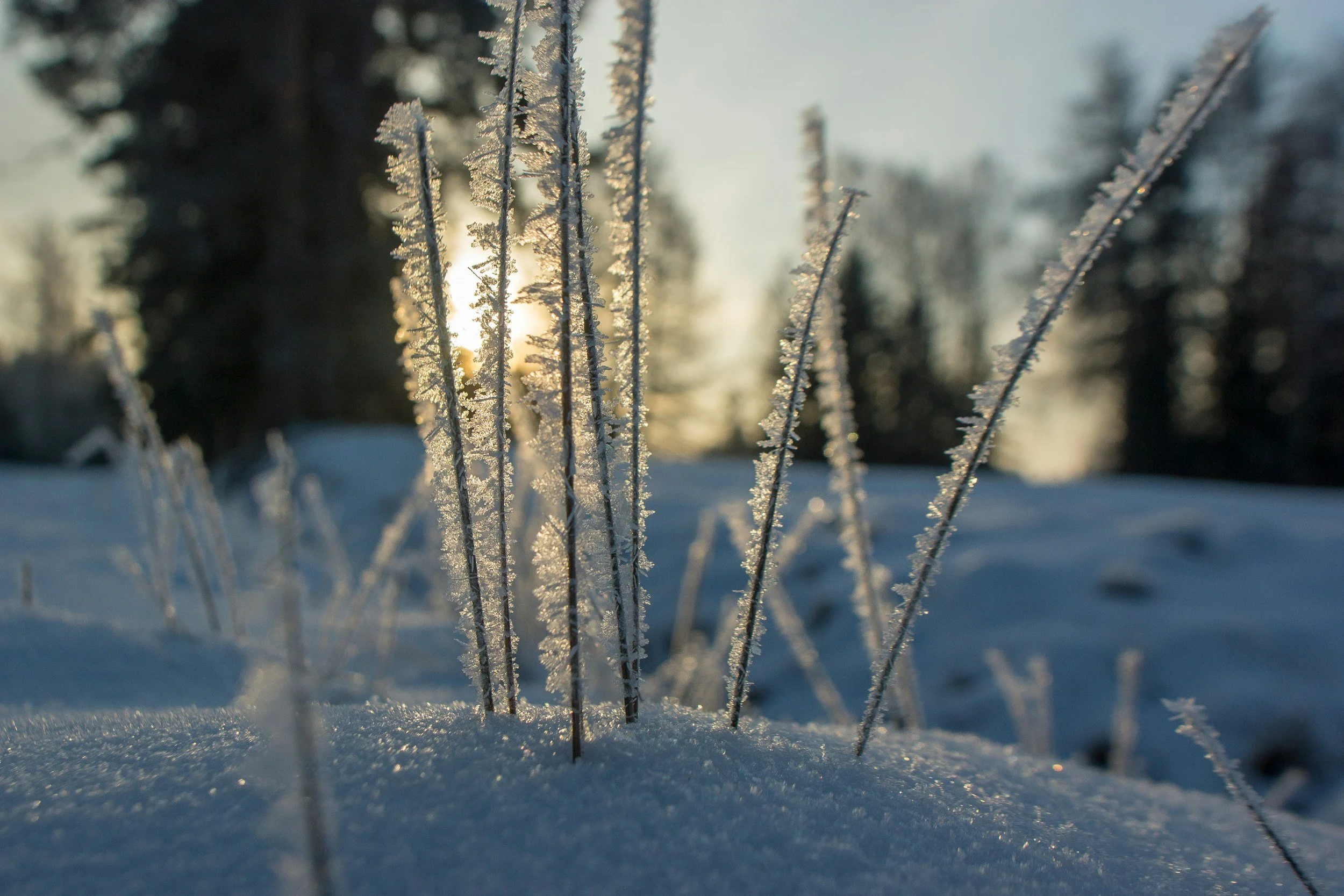 Seasonal Affective Disorder &amp; Its Quieter Sister